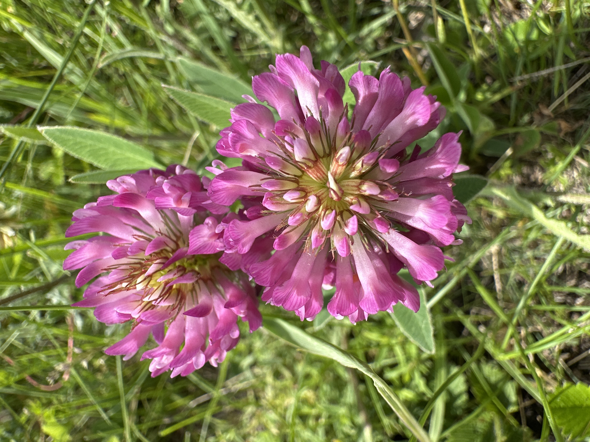 A close-up, top-down shot displays two pink clover flowers in a field of green grass. The clover flowers are in bloom, with their petals spread open, revealing their yellow-green centers. The grass is lush and appears to be growing in uneven patches. The lighting is natural and soft, suggesting it is daytime. The overall scene is peaceful and evokes a sense of nature and tranquility.