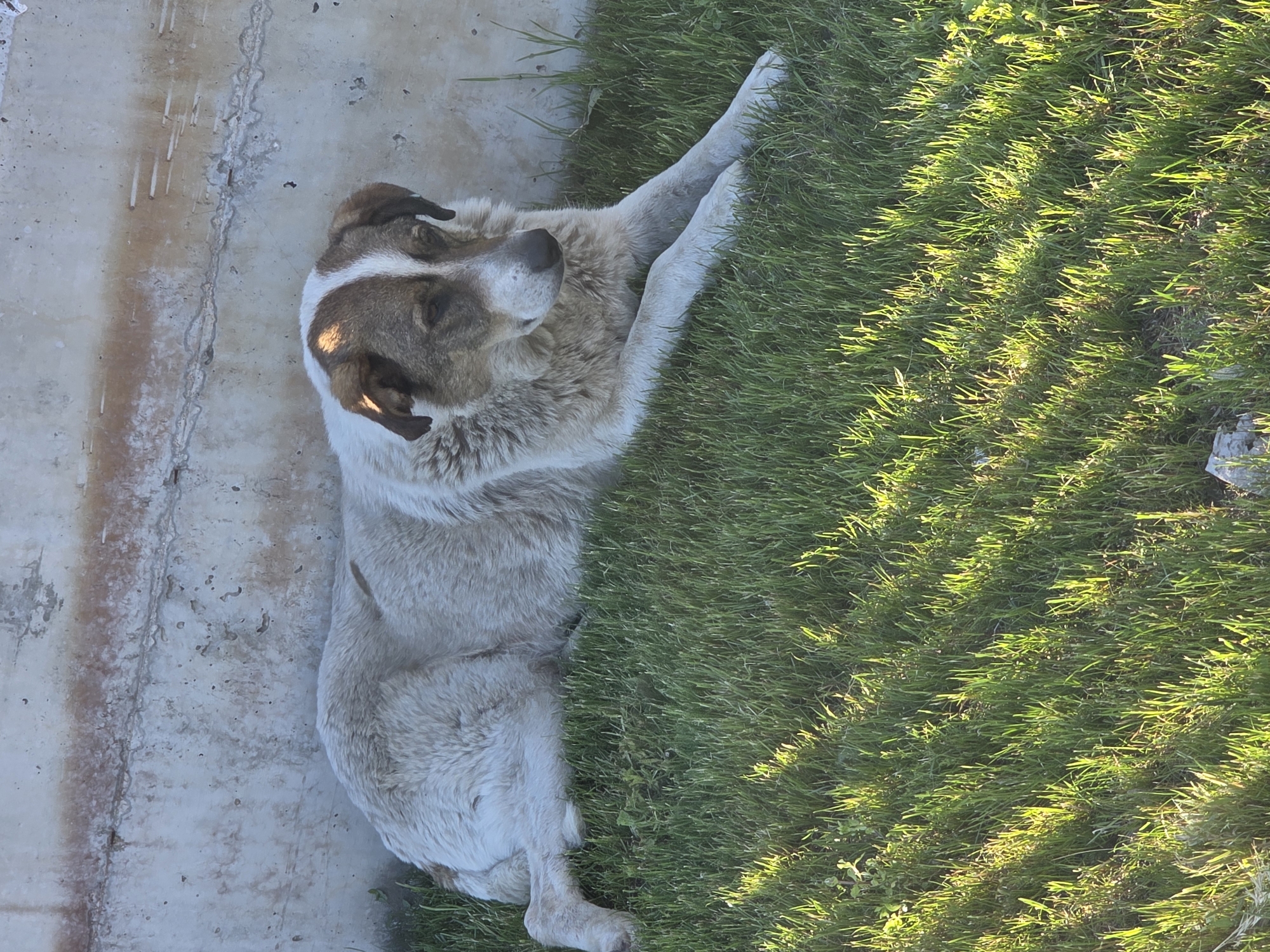 A medium-sized, white-furred dog with brown markings on its head and ears is lying down. The dog's head is turned slightly upward and to the left. The dog is positioned on the boundary between a light gray concrete surface on the left and a patch of bright green grass on the right. The grass is dense and illuminated by sunlight. The location is Plovdiv, Bulgaria.
