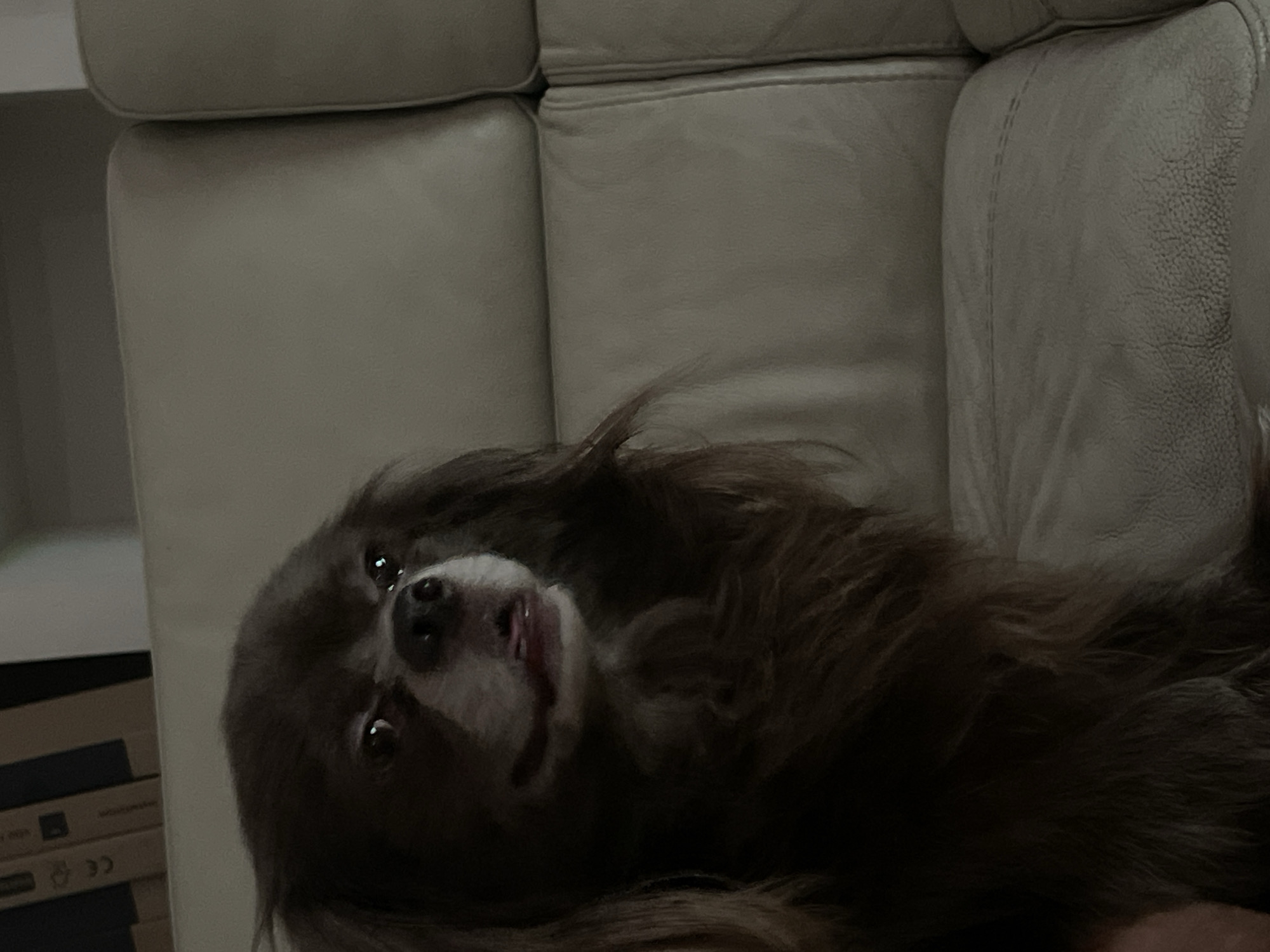 A medium shot captures a brown, long-haired dog sitting on a beige leather couch in what appears to be an indoor setting. The dog is positioned on the left side of the frame, facing to the right, with its head slightly tilted. Its eyes are open, and its tongue is partially visible. The couch is smooth and appears to be in good condition, with visible stitching lines. In the background, a bookshelf is partially visible at the top of the frame, filled with books. The lighting in the room is dim, creating shadows on the dog and the couch. There is no indication of the location being in Netanya, Israel.