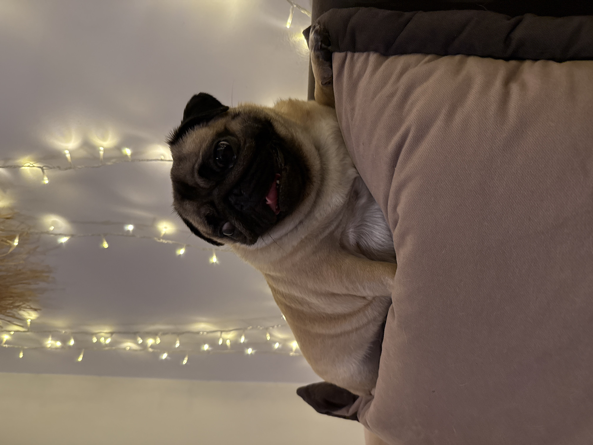 A fawn-colored pug is lying on a large, light brown cushion. The pug is facing left, with its head turned to the viewer. Its tongue is sticking out. The pug has black markings on its face, including around its eyes and snout. In the background, there are strings of yellow fairy lights against a white wall, and some dried reeds are visible at the top of the frame. The lighting suggests it is nighttime or a dimly lit indoor environment.
