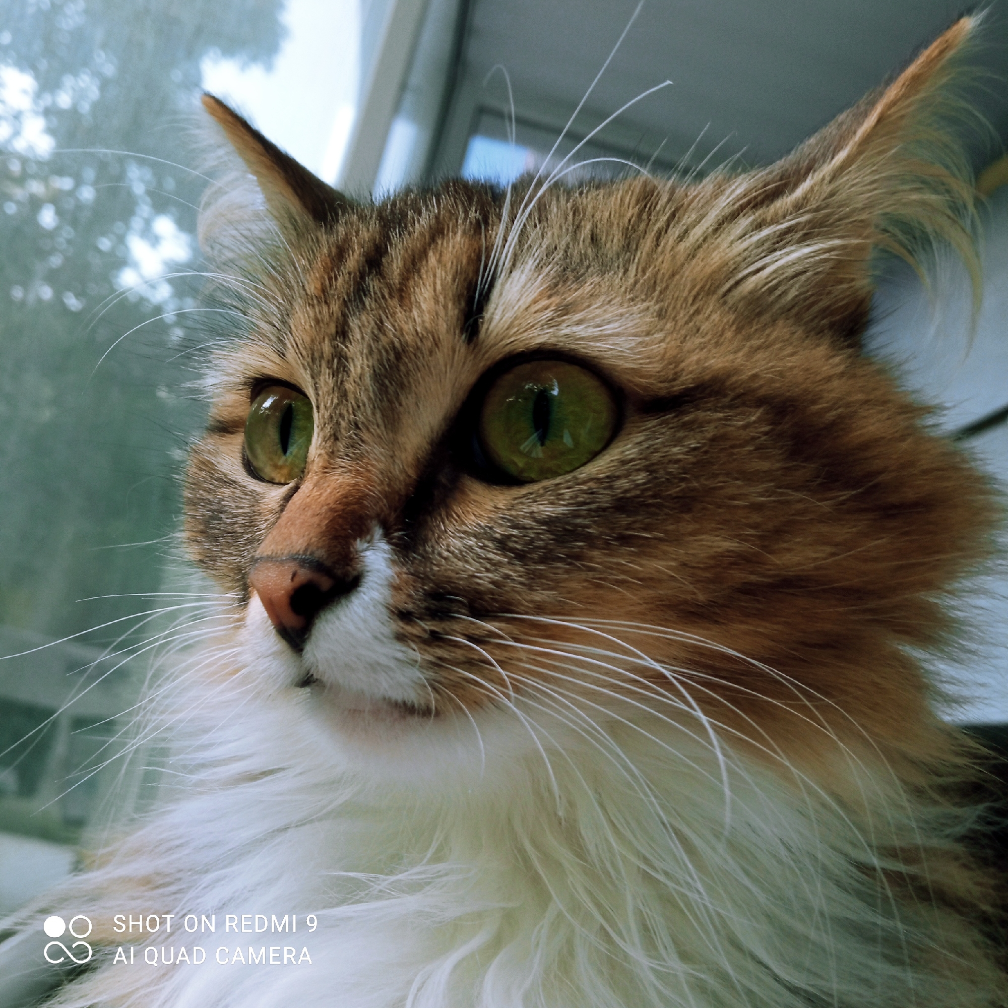 A close-up, eye-level shot features the face of a cat. The cat is looking to the left of the frame, with its green eyes wide open and reflecting light. Its fur is a mix of brown, orange, and white. Long white whiskers extend from its muzzle. The background is blurred, showing what appears to be a window with trees and the sky visible outside. In the lower left corner, there is a watermark that reads "SHOT ON REDMI 9 AI QUAD CAMERA". This image was taken in Chaikovsky, Russia.