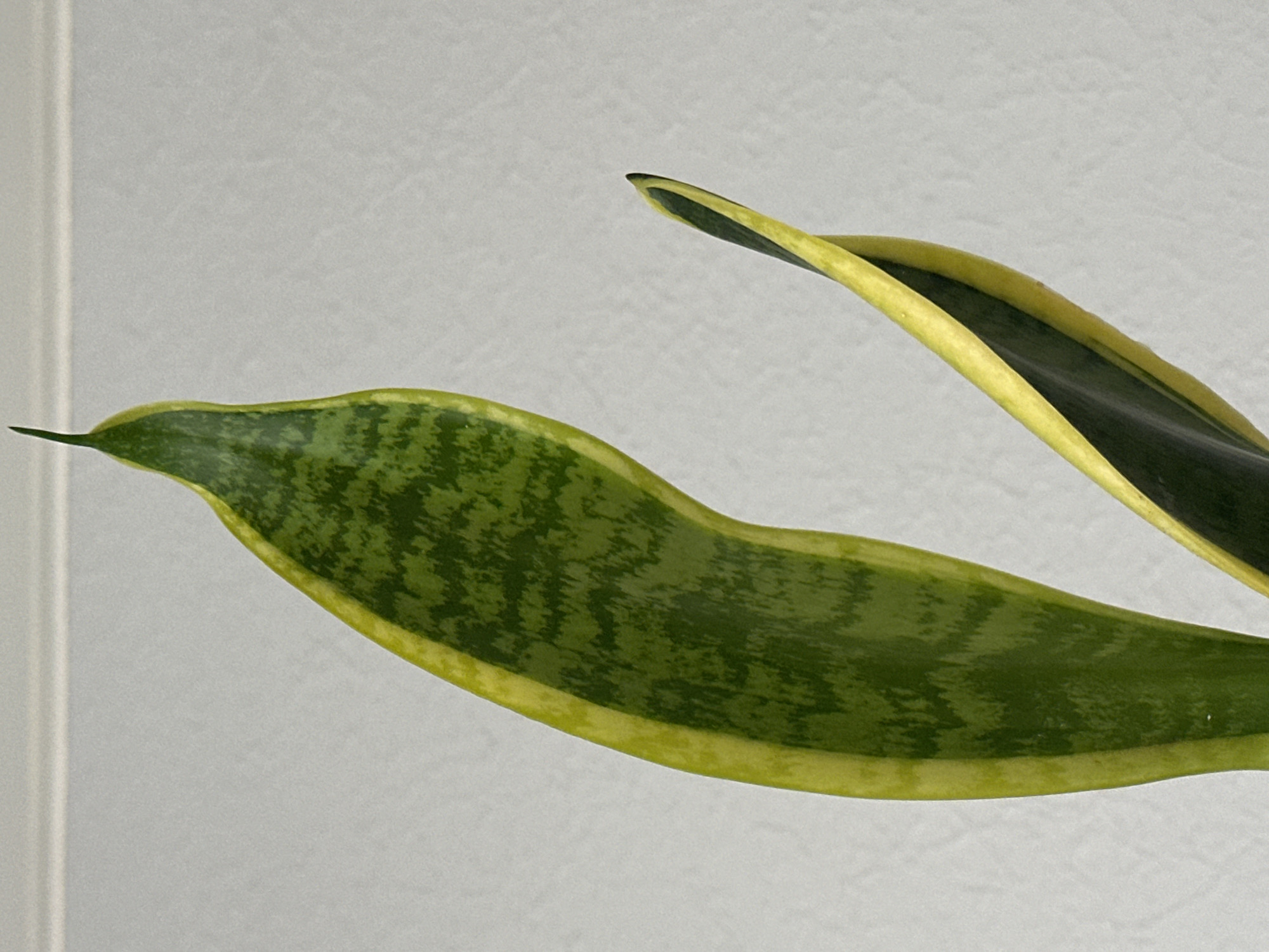 Two leaves of a snake plant are shown in close-up against a plain, textured, light-colored background. The leaves are elongated and sword-shaped, with one leaf being larger and more prominently displayed than the other. Both leaves feature variegated patterns of dark green and lighter green, bordered by a bright yellow edge. The larger leaf curves slightly to the left, and its tip is pointed. The smaller leaf curves to the right and is positioned below and slightly in front of the larger leaf, revealing its darker underside. The image is well-lit, with no visible shadows indicating the light source is directly above or behind the camera. There is no indication of the city of Nevinnomyssk, Russia, or any elements related to a city environment.
