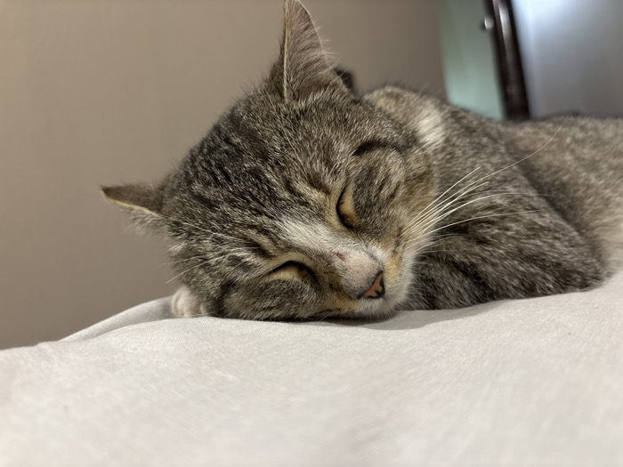 A domestic tabby cat is depicted sleeping on a light grey or white textile surface. The cat exhibits grey and brown striped fur with white markings on its face, specifically around the muzzle. Its eyes are closed, indicating a state of rest or sleep. A pink nose, showing minor reddish abrasions, is visible, accompanied by prominent white whiskers. The background consists of a plain, light beige wall on the left side of the frame and a partial view of a dark, vertical structural element, likely part of a door or furniture, on the right. The scene takes place indoors. Information regarding a specific location within the city of Slavyanovo, Bulgaria, is not discernible from the visual evidence provided.