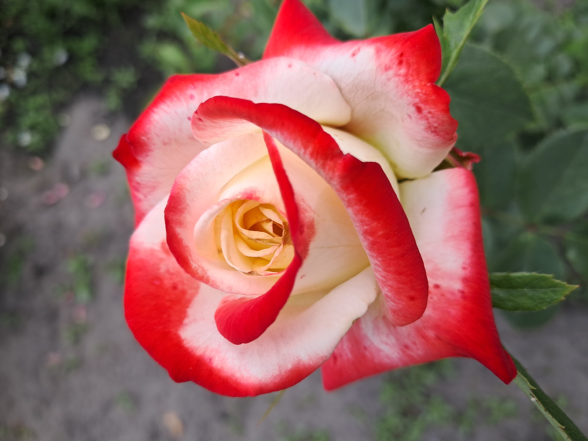The image shows a close-up, overhead view of a bi-colored rose with white petals edged in red. The rose is in full bloom, with its petals unfurling to reveal a yellow center. The background is softly blurred, suggesting an outdoor garden setting with hints of green foliage and grey soil. The image does not contain any information about the city of Kremenchuk, Ukraine, nor does it depict any people, actions, or interactions.