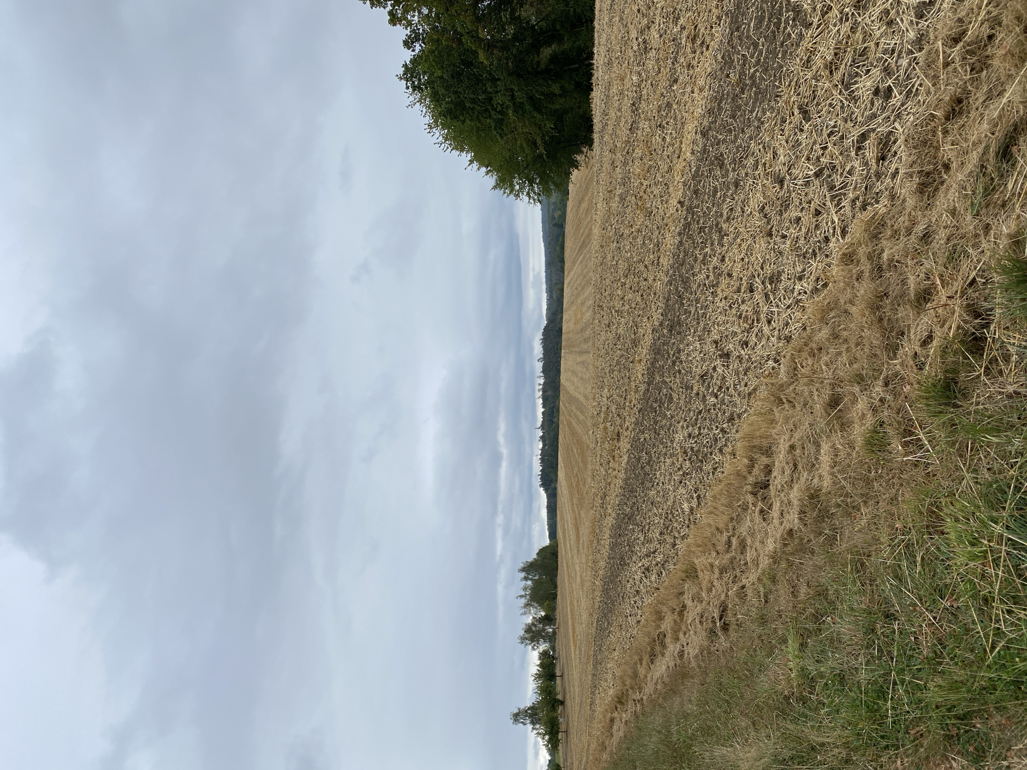 The image depicts a rural landscape under a cloudy sky in Gieleroth, Germany. The foreground features a patch of green grass transitioning into dry, mowed field stubble. The field itself is predominantly light brown and golden, showing the remnants of a harvested crop, possibly wheat or barley, with distinct parallel rows indicating cultivation. In the mid-ground, several trees with green foliage are scattered across the landscape. To the right, a dense line of dark green trees forms a natural border. The background consists of rolling hills covered in a dark green forest, stretching towards the horizon. The sky is overcast with varying shades of gray clouds. There are no people or animals visible in the scene.