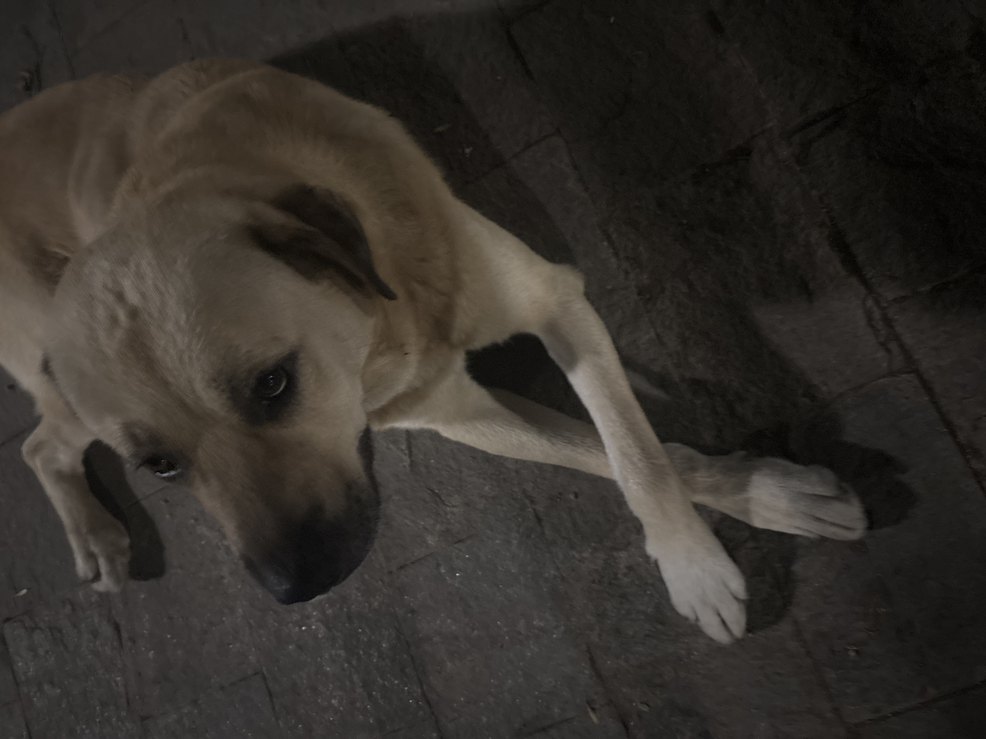 An adult dog with light brown fur is lying down on a cobblestone surface. The dog is facing to the left of the frame, with its head turned towards the viewer. Its front paws are crossed over each other. The lighting suggests it is nighttime or a dimly lit indoor space, casting shadows on the ground. The background consists of dark, textured cobblestones. No other individuals or objects are clearly visible in the frame, beyond the dog and the ground it is resting on. The setting appears to be an outdoor urban environment.