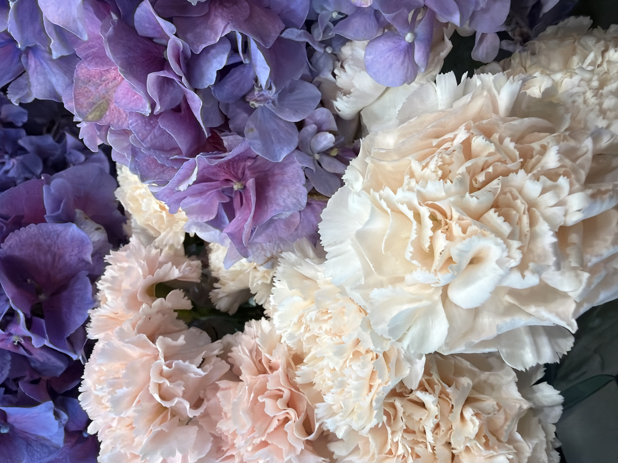 This is a close-up, overhead shot of a floral arrangement. The composition is dominated by two types of flowers: hydrangeas and carnations. The hydrangeas are a vibrant mix of purples and blues, with some showing hints of pink. Their petals are delicate and layered, creating a soft, textured backdrop. Interspersed among the hydrangeas are numerous carnations. These carnations are primarily in shades of pale peach and cream, with some appearing almost white. Their petals are ruffled and fringed, giving them a fuller, more voluminous appearance. The lighting appears to be soft and diffused, suggesting an indoor setting or an overcast day, as there are no harsh shadows. The image focuses tightly on the flowers, with no background elements visible, emphasizing their colors and textures. There is no discernible activity or event taking place, as the image is a static study of the floral arrangement. No text is visible in the image. The overall impression is one of natural beauty and gentle color harmony.