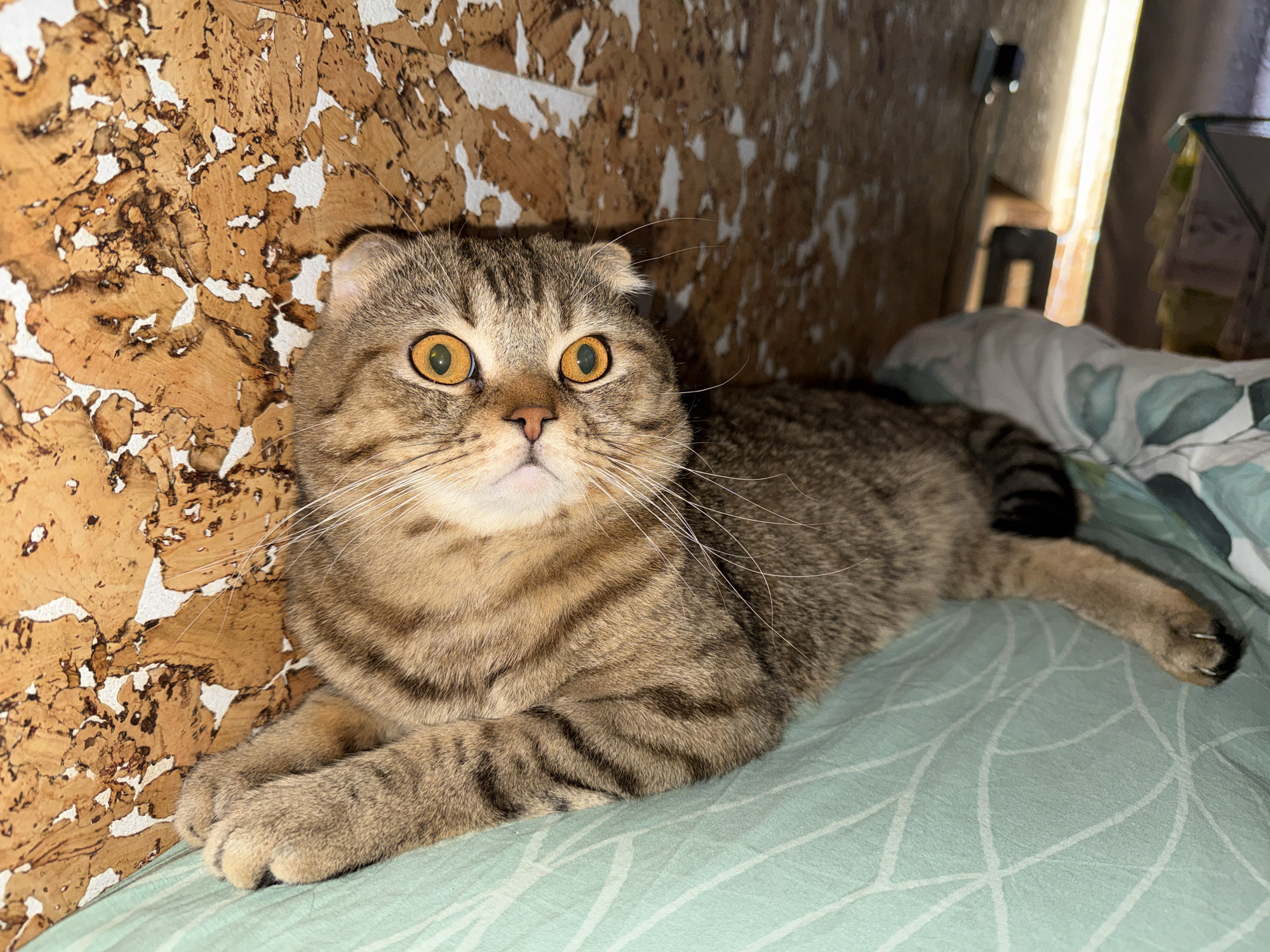 A brown and black tabby cat with characteristic folded ears and large, luminous golden eyes is captured in a close-up indoor shot. The cat is lying down on a light green bedsheet that features a subtle white geometric or leafy pattern. Its front paws are tucked neatly under its chest, and it looks forward and slightly upwards with an alert, curious, or surprised expression.
Behind the cat, a wall is covered with an unusual, textured material, possibly cork, which appears to be peeling away in irregular brown flakes, exposing a white surface beneath. This distinctive wall covering occupies the left side and top of the frame. To the right of the cat, bright natural light streams in from what appears to be a window or door frame, suggesting it is daytime. A small, dark, rectangular object, possibly an electrical device or adapter, is visible against the wall in the upper right corner. The scene depicts a relaxed moment in a domestic setting, likely a bedroom. There is no visible text in the image.