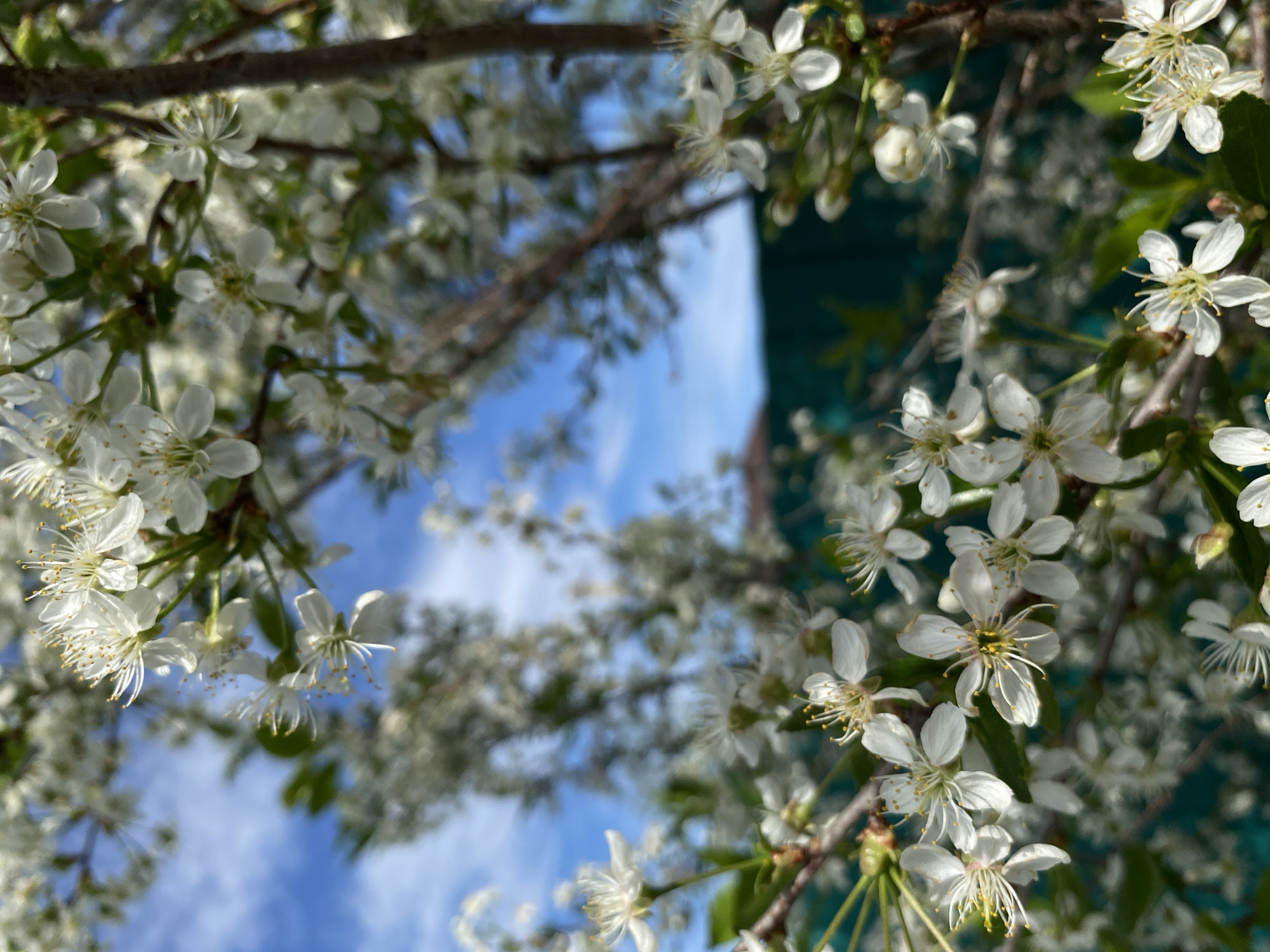 The image shows a view looking up through the branches of a flowering tree, with a blue sky visible through the blossoms. The white flowers are in sharp focus, with branches visible. A teal-colored vertical structure, possibly a building exterior, is partially visible behind the blossoms. The location of this scene is Votkinsk, Russia.