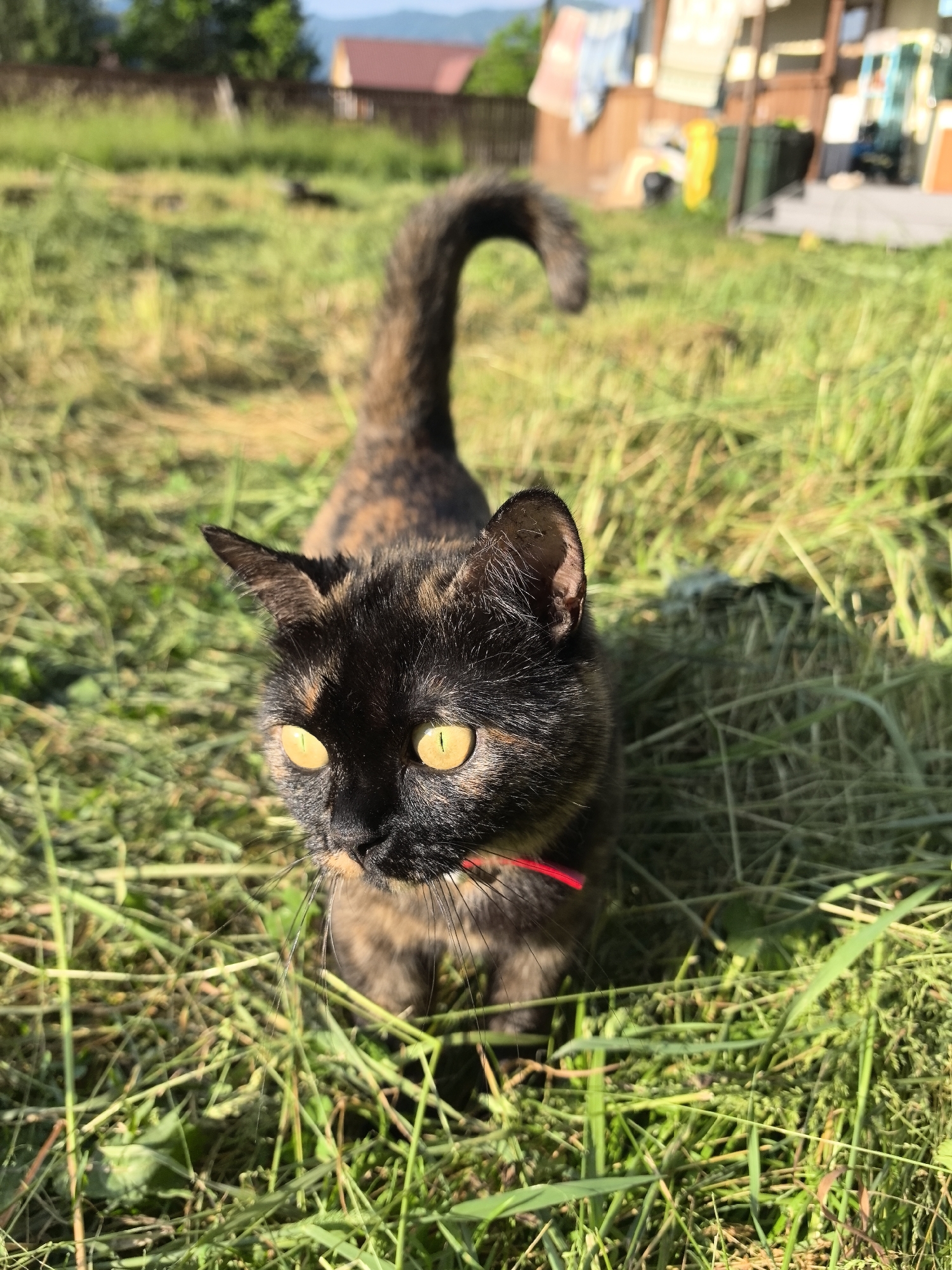 A close-up shot focuses on a tortoiseshell cat with bright yellow eyes standing in a grassy field. The cat is looking directly at the camera with a curious expression. Its fur is a mix of black, orange, and brown, with darker patches on its face and body. A thin red collar is visible around its neck. The background is blurred, but suggests a rural setting with trees, houses, and a fence. The lighting indicates it is daytime, likely in the late afternoon due to the warm, golden light casting shadows. The grass appears recently cut or naturally long and wispy. The overall mood is peaceful and natural.