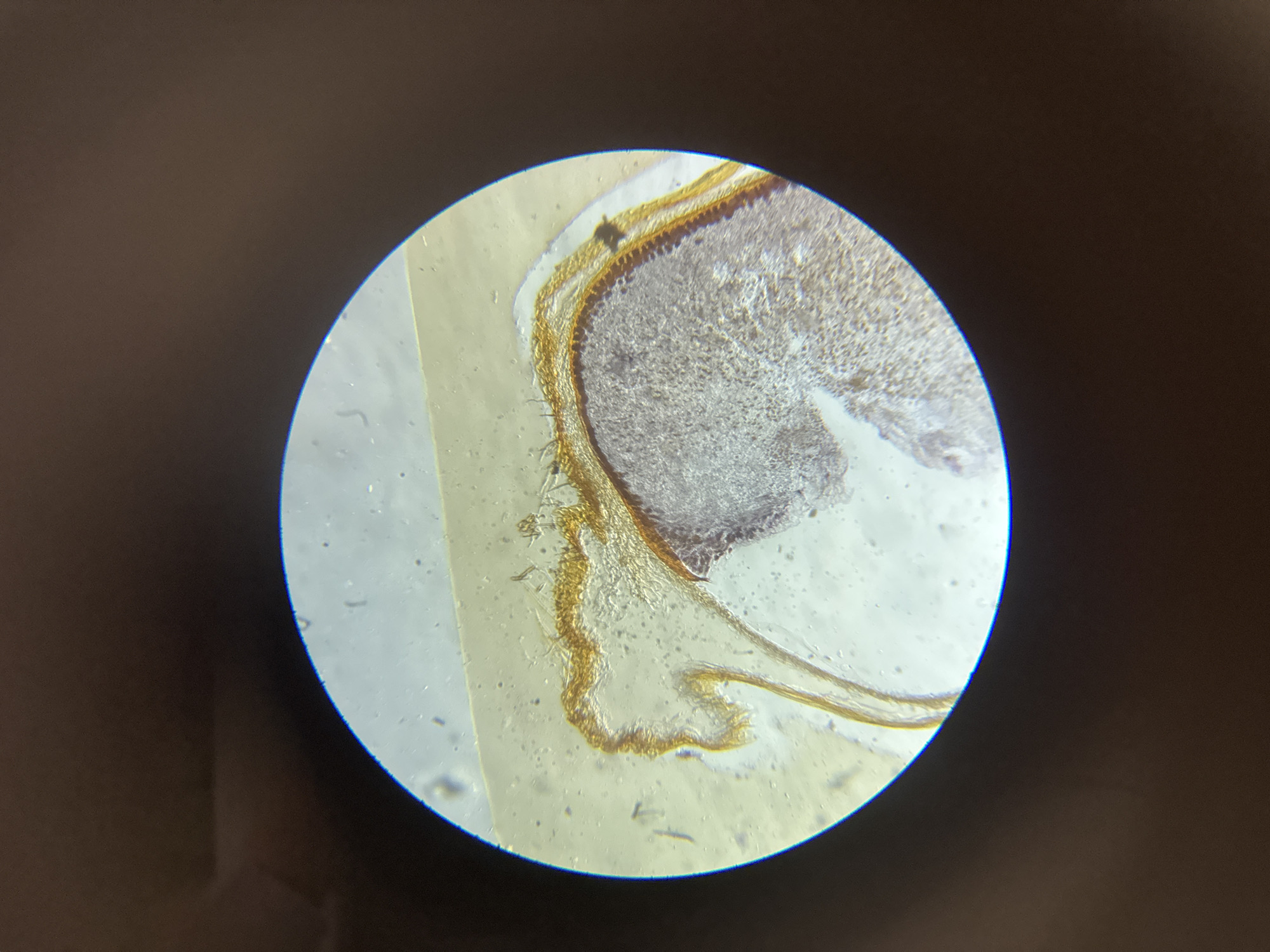 A microscopic image shows a cross-section of biological tissue, possibly from a plant or fungus. The tissue exhibits different layers with distinct textures and coloration. The outer layer appears to be composed of a golden or brownish material, while the inner layer is more amorphous and grayish. The specimen is mounted on a microscope slide. The image was acquired using a microscope. The location in the city of Chaikovsky, Russia is unknown and cannot be discerned from the information provided.