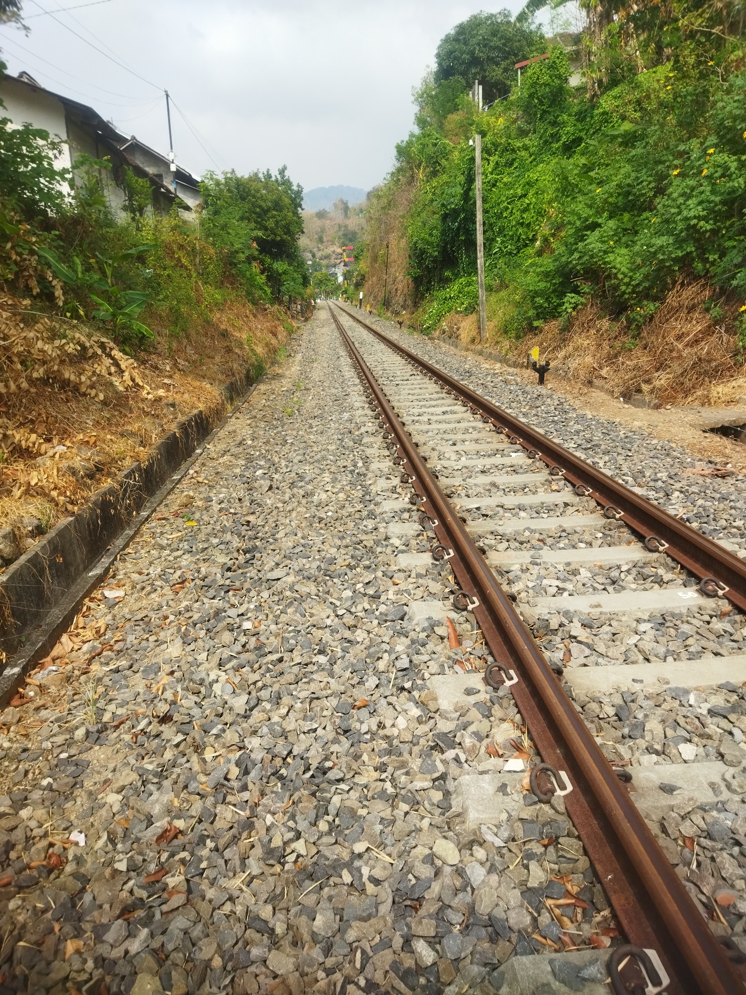 The image captures a straight section of a railway track in Giripurwo, Indonesia. The tracks are laid on a bed of grey gravel and are flanked by concrete sleepers. On the left side of the tracks, a concrete drainage ditch runs alongside a dry, grassy embankment with some fallen leaves. Beyond the embankment, several houses with white walls and grey roofs are visible, partially obscured by lush green foliage and trees.

On the right side of the tracks, a steep, densely vegetated hillside rises, covered in a variety of green plants and trees, some of which have small yellow flowers. A wooden utility pole with some wires extends upwards from the embankment. In the distance, the tracks recede towards a hazy horizon, with the landscape showing dry, brown hillsides interspersed with patches of green. The sky is overcast with grey clouds. The overall scene suggests a rural or semi-rural setting within Giripurwo. There are no people or animals visible in the image.