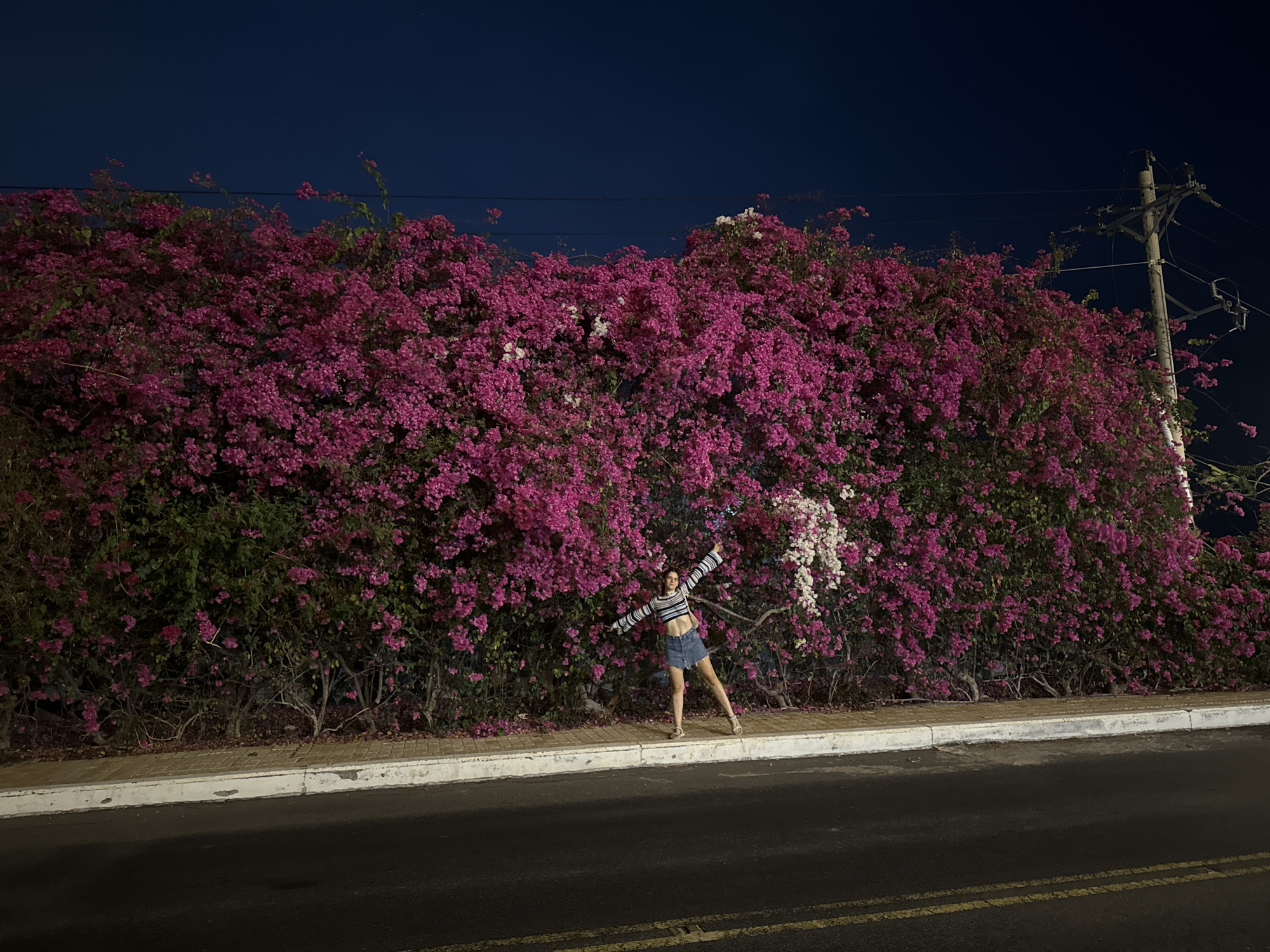 This image captures a vibrant night scene in Phú Thủy, Vietnam. A young woman is the central figure, standing on a sidewalk with her arms outstretched in a playful or joyful pose, facing the camera. She wears a striped long-sleeved crop top and a denim mini-skirt, with sandals on her feet.
Behind her, an expansive and dense hedge of bougainvillea flowers dominates the midground. The bougainvillea is predominantly a vivid fuchsia or deep pink, with clusters of white flowers interspersed, particularly to the right of the woman. The hedge extends along the entire length of the visible sidewalk, creating a striking floral backdrop.
Above the bougainvillea, the sky is a deep, dark blue, indicating nighttime. To the far right, a utility pole with multiple cross arms and electrical wires is visible against the dark sky, partially obscured by the foliage.
In the foreground, a light-colored sidewalk with a white curb separates the hedge from an asphalt road. The road surface is dark, with two distinct parallel yellow lines painted on it, likely indicating a no-passing zone or lane division. The lighting suggests artificial illumination, highlighting the subjects and the vibrant flowers against the dark surroundings. There is no visible text in the image.