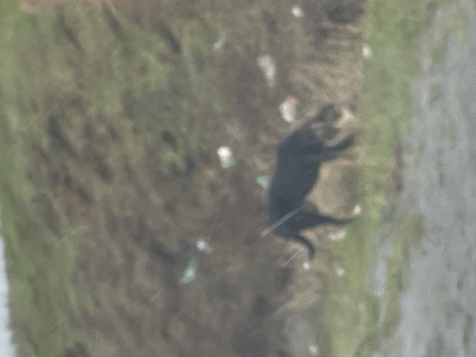 An undated, blurry image depicts a dark-colored dog foraging on a littered, grassy slope in Nevestino, Bulgaria. The dog, appearing mostly black with lighter tan markings on its legs, is positioned in profile, facing right, with its head down towards the ground. A thin, light-colored stick or rod lies across its back. The immediate environment consists of green grass transitioning to a muddy, brown-green sloped embankment behind the dog. Numerous pieces of white and light-colored refuse, consistent with plastic bottles and bags, are scattered across the slope. The top portion of the image shows a less distinct, greener area. The foreground includes a strip of green grass and a darker, possibly wet, ground surface. No other individuals or animals are visible.