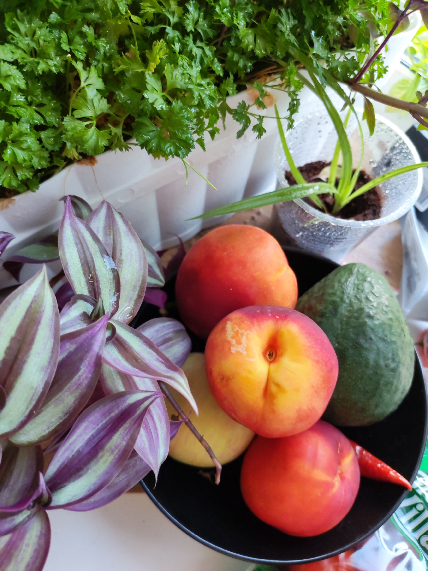 This image displays a close-up, overhead view of a fruit bowl on a white surface, possibly a windowsill. The bowl contains two peaches, an avocado, and a small red chili pepper. To the left of the bowl, a plant with striped purple and green leaves is prominently featured, with water droplets visible on its foliage. In the background, a pot of green, leafy herbs, likely parsley, is visible. The overall scene suggests an indoor setting with natural light. No specific landmarks or elements within the image indicate a location in Izhevsk, Russia.