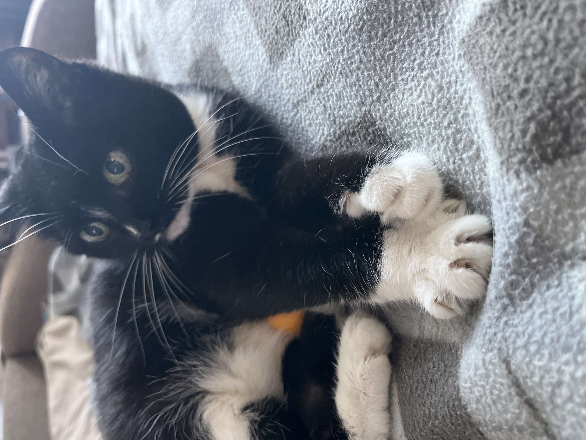 A close-up, eye-level shot shows a black and white kitten resting on a gray, textured blanket. The kitten is positioned on its side, with its head turned towards the viewer. Its left paw is extended forward and rests on the blanket, revealing its white fur and visible claws. Another paw is visible behind the first, also covered in white fur. The kitten has green eyes and prominent white whiskers. Its fur is predominantly black, with white markings on its chest and paws. An orange object is partially visible beneath its body. The background is blurred, suggesting an indoor setting. There is no indication of the location in Moscow, Russia.