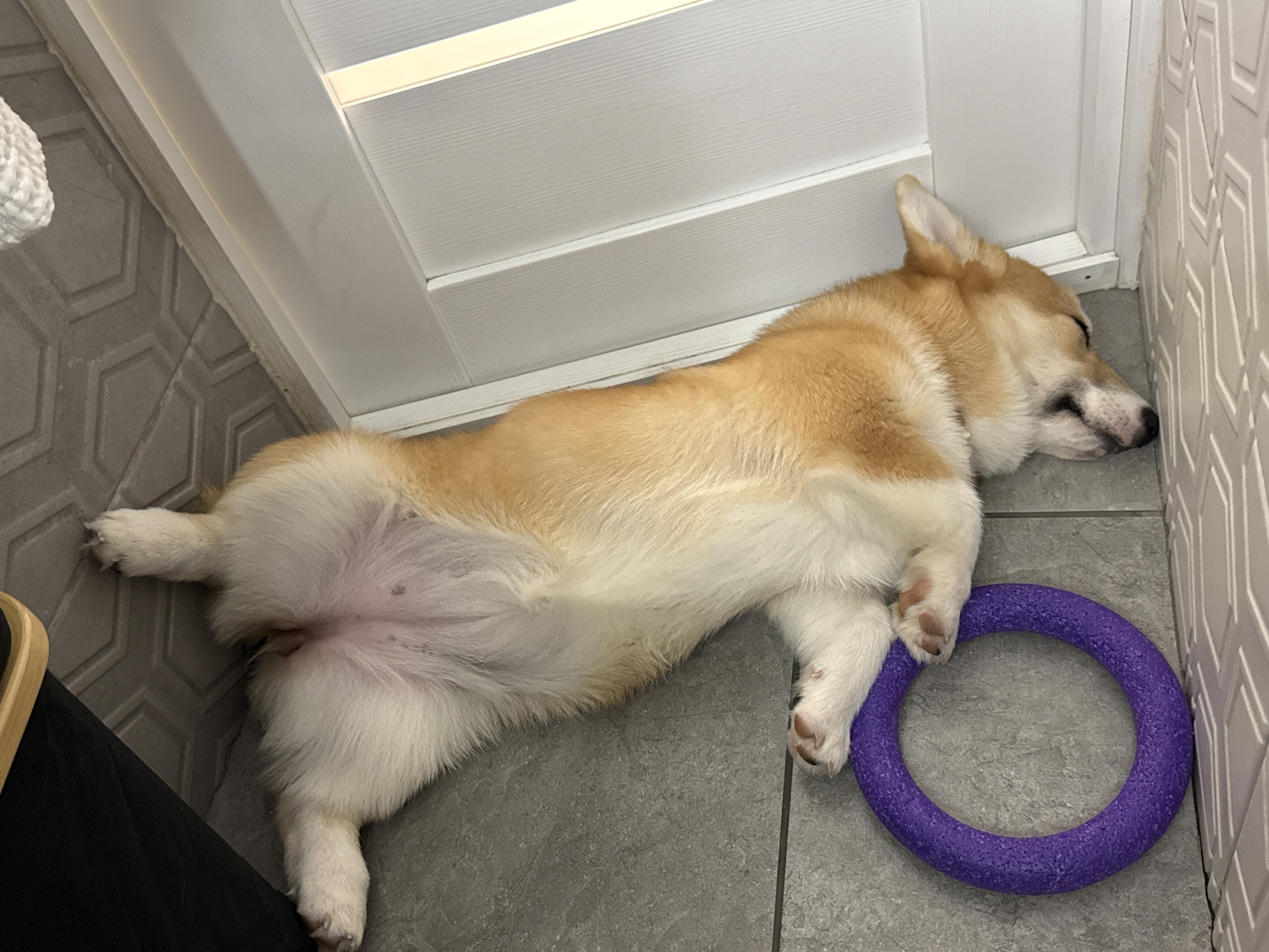 A tan and white corgi is sleeping on a gray tiled floor, pressed against a white wall with a decorative, repeating pattern of staggered rectangles. The dog's body is relaxed and lying on its back, with its rear legs splayed out. A textured purple circular dog toy rests next to the corgi's front paws. The location is unknown; there is no information in the image to establish that this image was taken in Chaikovsky, Russia.