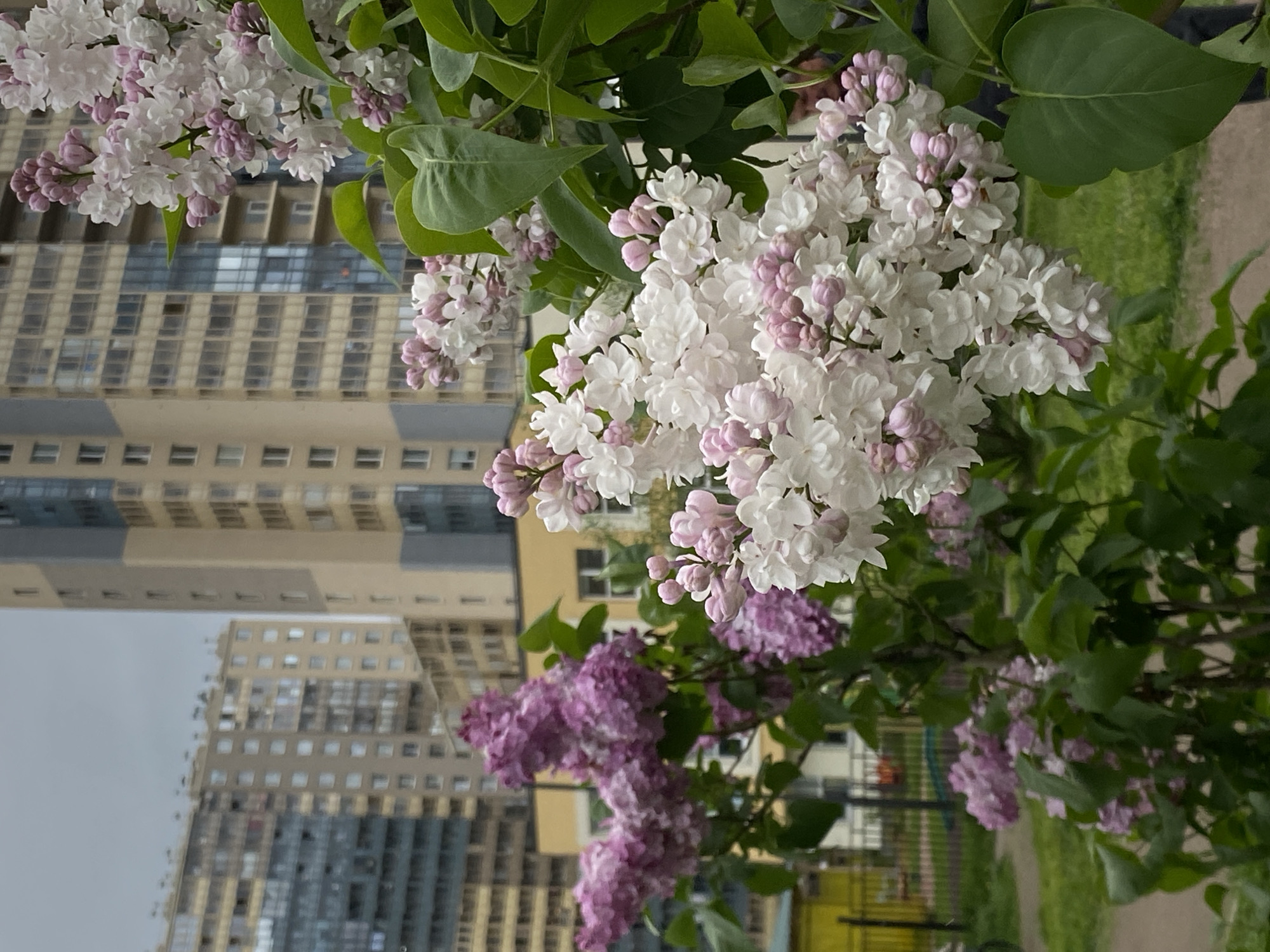 The image shows lilac bushes in bloom in Saint Petersburg, Russia, with apartment buildings in the background. The lilac bushes are a mix of white and purple flowers. The buildings are modern, high-rise apartments with a beige and gray facade. There are green trees in the foreground and the sky is overcast.