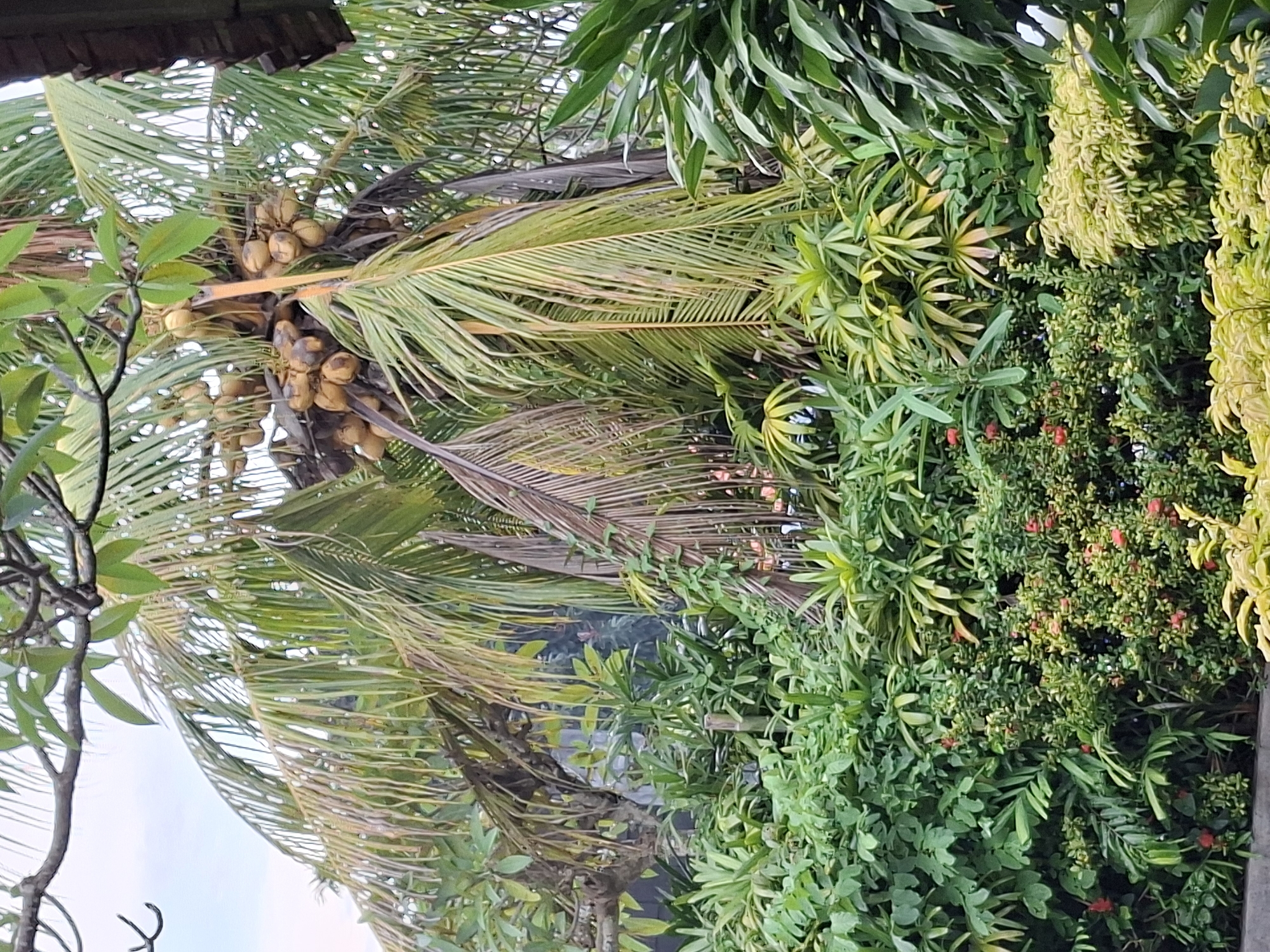 The image displays a vibrant and dense tropical scene, likely a garden or natural area in Kuta Selatan, Indonesia. The dominant feature is a large coconut palm tree, laden with numerous light brown coconuts clustered among its fronds. Some fronds show signs of wear or dryness, with sections appearing yellowed or brown, contrasting with the healthier green foliage.
Surrounding the coconut palm and filling most of the frame is a rich assortment of other plant life. Various shades of green foliage create a lush tapestry, with some plants exhibiting brighter, almost yellow-green leaves, adding to the visual diversity. Patches of smaller red flowers are visible amidst the green leaves of one shrub, providing a pop of color. The dense layering of leaves suggests a thriving ecosystem.
In the upper left corner, a dark brown, weathered roof structure is partially visible, indicating proximity to a building. The sky, seen through gaps in the leaves, appears bright and overcast, suggesting daytime with diffuse lighting. There are no people or animals present, and no discernible activities are taking place beyond the natural growth of the plants. No text is visible in the image. The overall impression is one of abundant tropical flora.