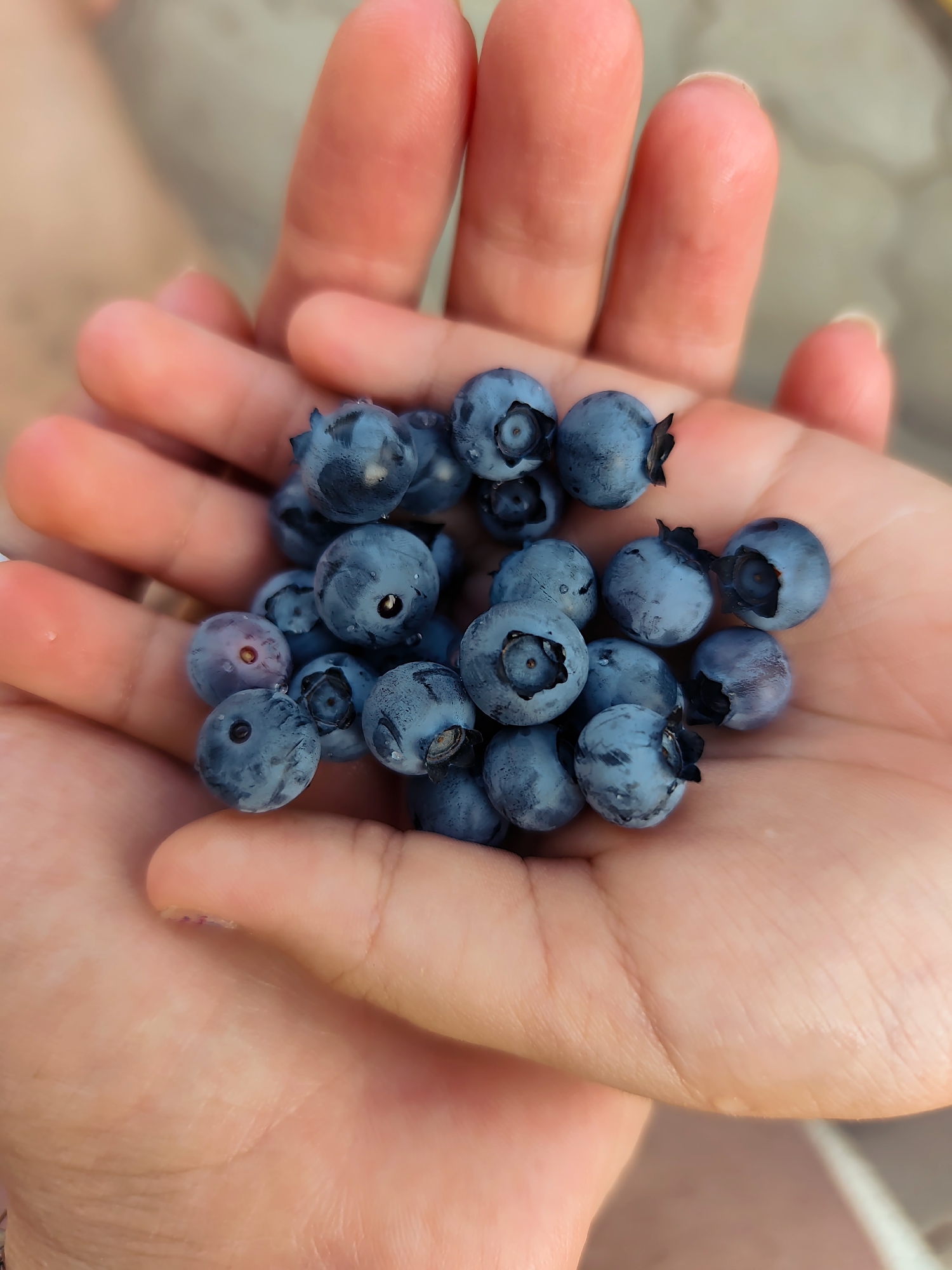 In a close-up, top-down view, a pair of hands cradles a generous handful of fresh blueberries. The blueberries, a deep, rich blue with a slight dusty bloom, are clustered together, some showing the remnants of their calyx. Water droplets glisten on their surfaces, suggesting they have been recently washed or picked. The skin of the hands appears soft and a warm, peachy tone, with visible lines and texture. The background is softly blurred, hinting at an outdoor environment, possibly a garden or a natural setting. The lighting is bright and diffused, illuminating the subject and casting subtle shadows. The overall impression is one of freshness, natural beauty, and a simple, wholesome moment. This scene is not located in the city of Durlești, Moldova.