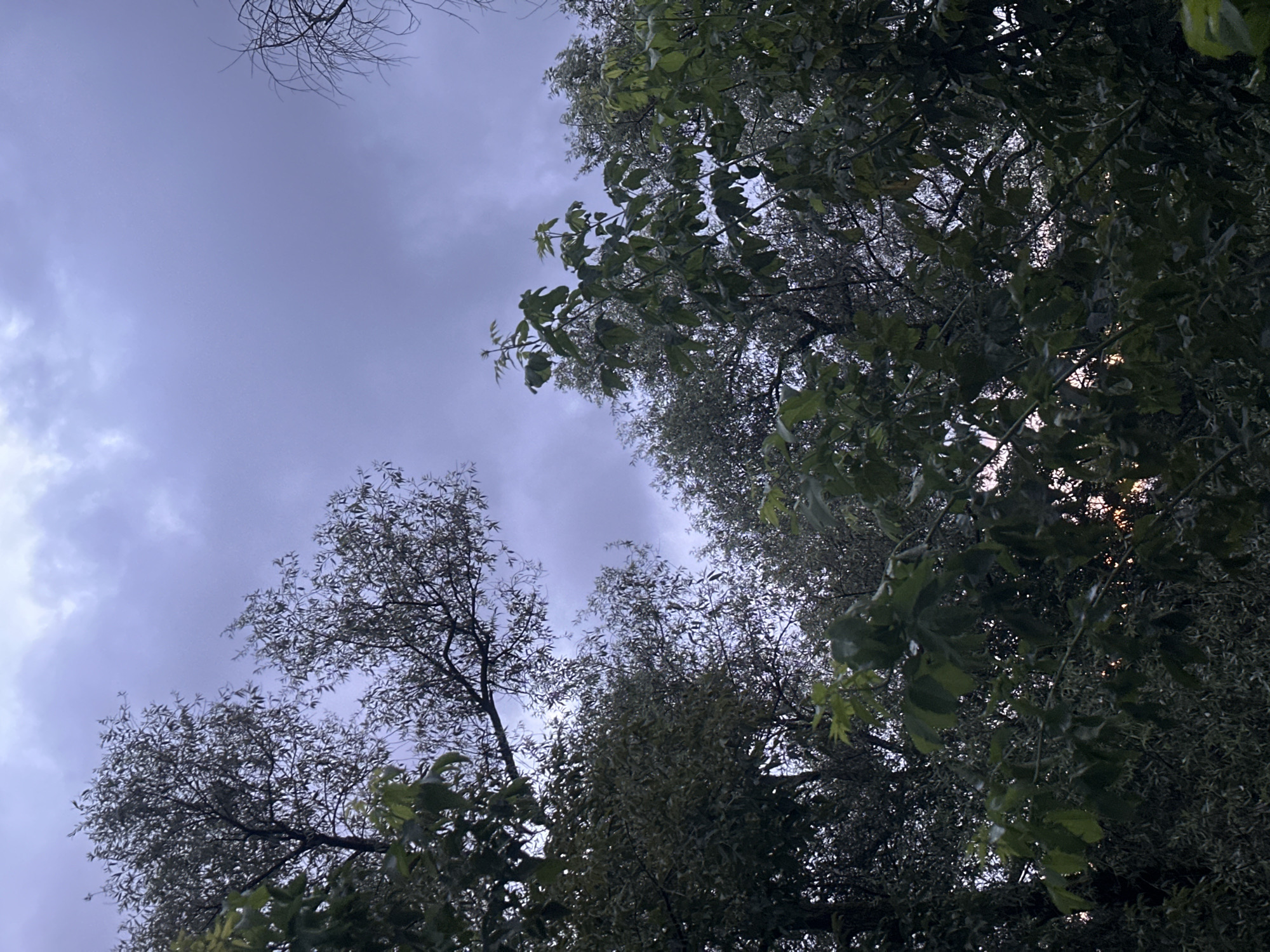 The image depicts a low-angle view looking up through the dense foliage of trees towards a cloudy, twilight sky. The leaves of the trees are a deep green, suggesting a temperate climate, possibly late spring or summer. The sky is overcast with shades of grey and hints of purple, indicating either approaching or receding stormy weather, or simply the dim light of dusk. The overall atmosphere is muted and somewhat somber due to the overcast conditions. There are no people or man-made objects visible in the frame. The scene appears to be a natural setting, such as a park or a wooded area within the city. Given the request for a specific location in Perm, Russia, this image could plausibly be from one of Perm's many green spaces, such as the Central Park or the Botanical Garden, during the evening hours. The density of the trees suggests an area with mature vegetation. The lighting conditions are diffused, with no direct sunlight, and the overall color palette is dominated by greens and greys.