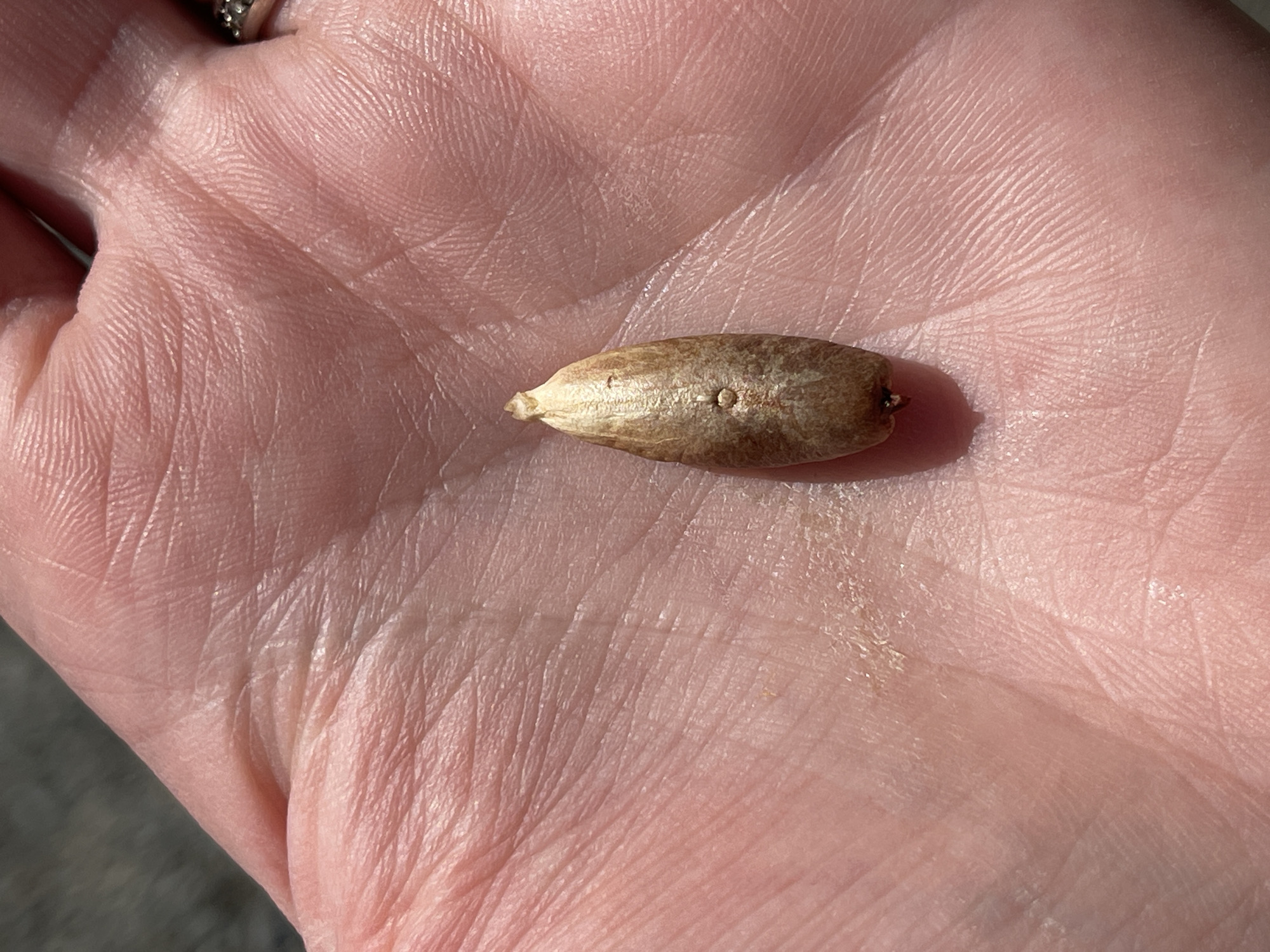 An extreme close-up shot shows a single, elongated, light brown seed resting in the palm of a person's hand. The seed has a pointed tip at the top and a slightly rounded bottom, with subtle markings and texture visible on its surface. The palm of the hand is pinkish-tan, with clear lines and creases, and appears slightly dry in some areas. A portion of a ring with small, clear stones is visible on the ring finger on the right side of the frame. The background is dark and out of focus. The image is captured in natural light, with the sun casting shadows and highlighting the textures. No specific location in Korosten, Ukraine can be identified from the image.