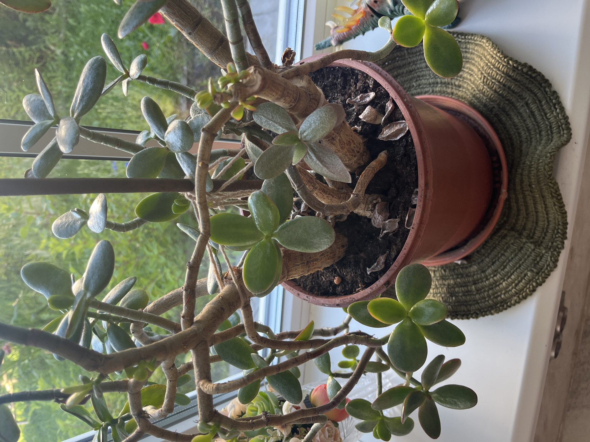 A close-up, eye-level shot captures a jade plant in a terra cotta pot, placed on a windowsill in Vladimirovka, Russia. The plant has thick, woody stems and fleshy, ovate leaves. Sunlight streams in from a window behind the plant, illuminating the scene and casting soft shadows. The background reveals a blurry outdoor environment with green foliage and a hint of a red flower. A dark support stake is visible within the plant's branches. The pot sits on a textured, olive-green coaster. To the right of the pot, a toy dinosaur figure with orange and green details is partially visible. The scene is static and devoid of human presence or activity.