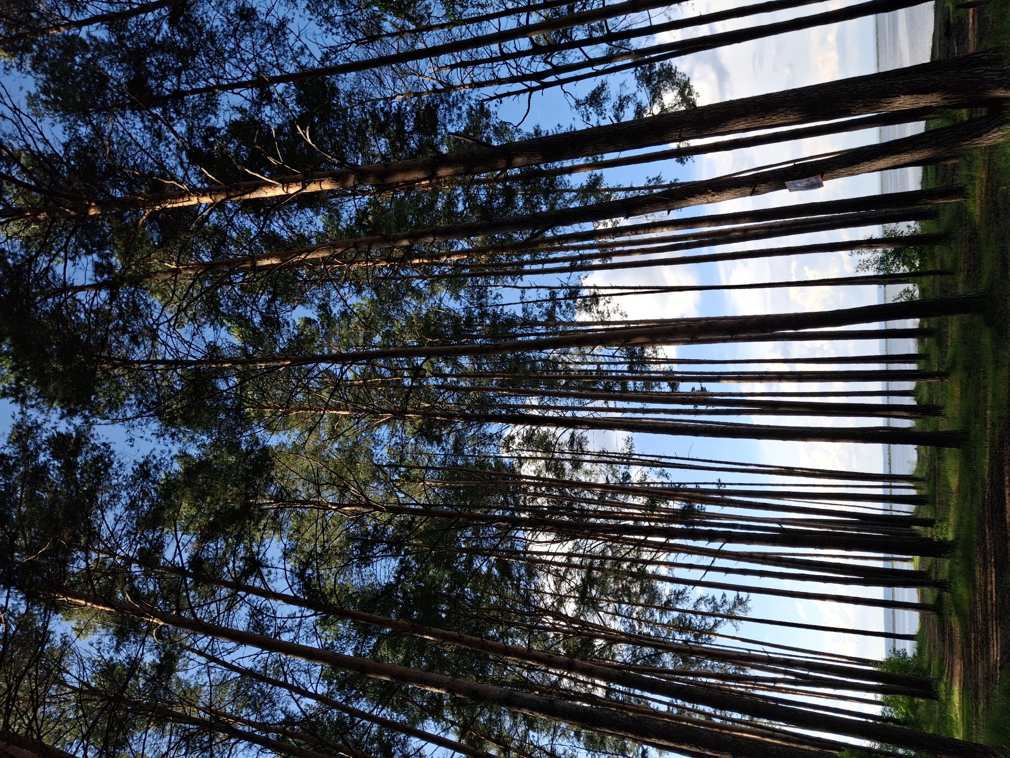 The image depicts a dense forest of tall, slender pine trees, with their trunks angled towards the sky, creating a vertical visual effect. The canopy of the trees is thick with dark green foliage, and the sky visible through the branches is a clear, bright blue, interspersed with scattered white clouds. Sunlight filters through the trees, casting dappled shadows on the ground below. The ground is covered with pine needles and patches of green grass.
In the distance, a body of water, likely a river or lake, is visible, with a thin line of trees or vegetation along its bank. A path, covered in pine needles and dirt, winds through the trees towards the water. The overall impression is one of a natural, serene forest environment.
While the specific location within Chaikovsky, Russia, cannot be precisely determined from the image alone, the scene is characteristic of the natural landscapes found in and around such cities in Russia, often featuring extensive pine forests and proximity to large bodies of water.