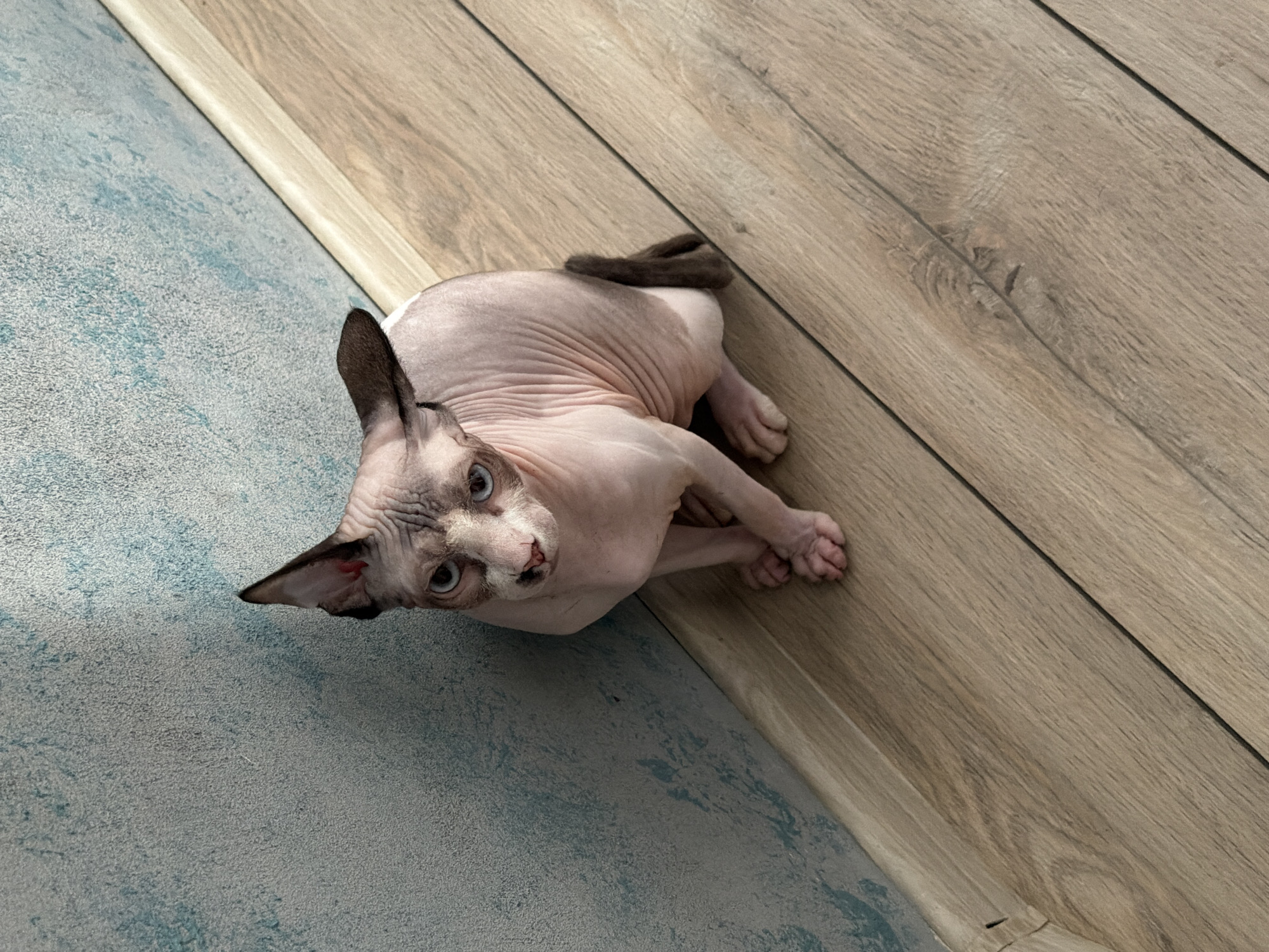 A sphinx cat with light pink skin and blue eyes sits on a light brown wooden floor next to a blue and grey textured wall. The cat is facing slightly to the left, with its front paws tucked underneath its body. The cat's tail is visible, curled around its hindquarters. The wall has a distressed or mottled appearance. The floorboards are laid in a diagonal pattern relative to the wall. The lighting suggests an indoor environment, likely daytime.