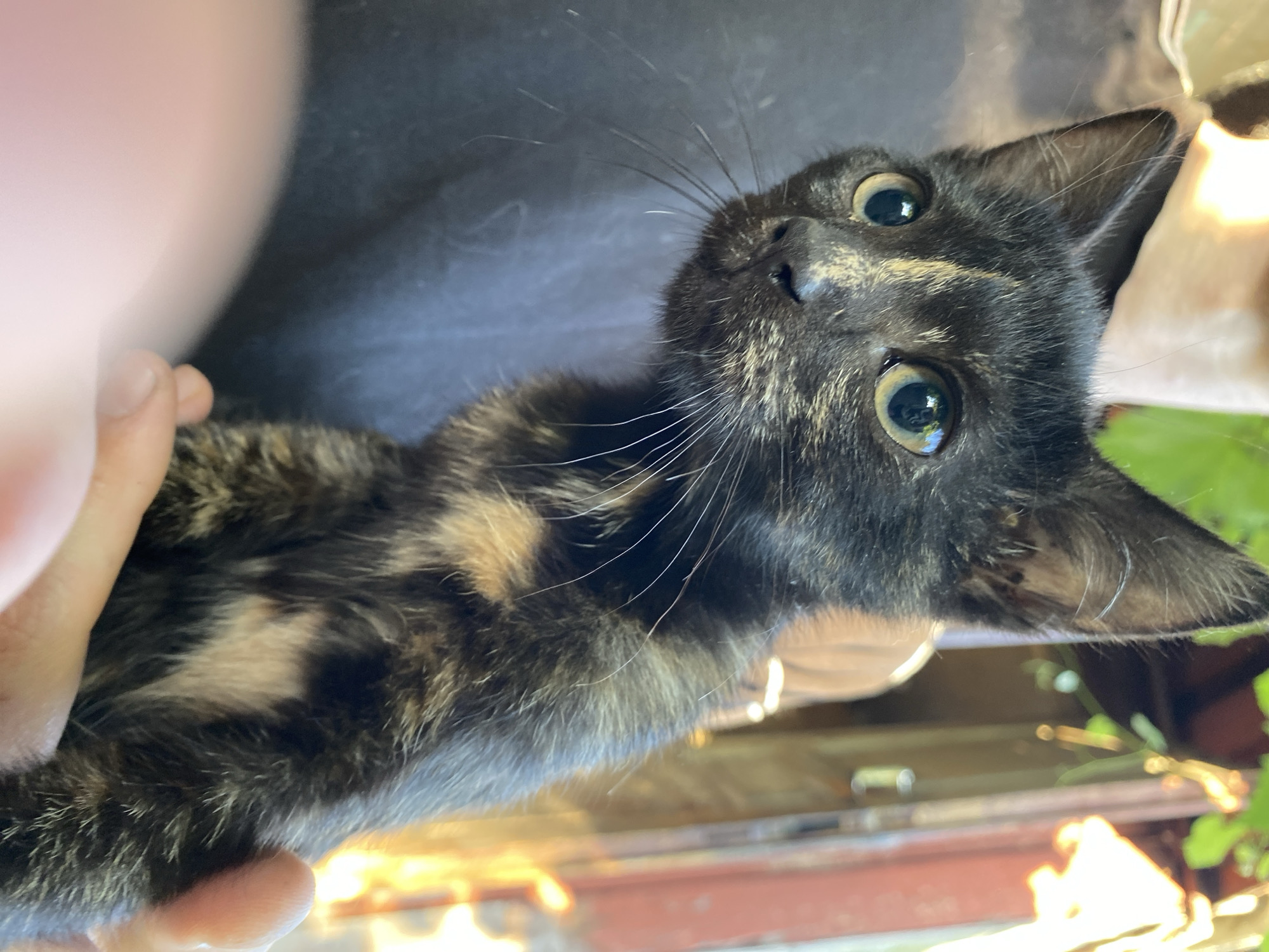 A close-up, slightly overhead shot shows a calico kitten being held. The kitten has black, orange, and cream fur, with large, curious green eyes. Its gaze is directed slightly upward and to the right of the camera. Long white whiskers fan out from its nose and cheeks. The kitten's fur appears fluffy and soft.
A human hand is visible in the lower left and bottom center of the image, gently supporting the kitten's body. The background is out of focus, but appears to be a dark, textured surface, possibly fabric, behind the kitten. To the right, there are hints of a blurry outdoor scene with green foliage and a bright light source, suggesting it might be daytime.
The overall impression is one of tenderness and a moment of connection between the person and the animal. The lighting suggests it could be a sunny day, casting a warm glow on the scene. There is no visible text in the image.