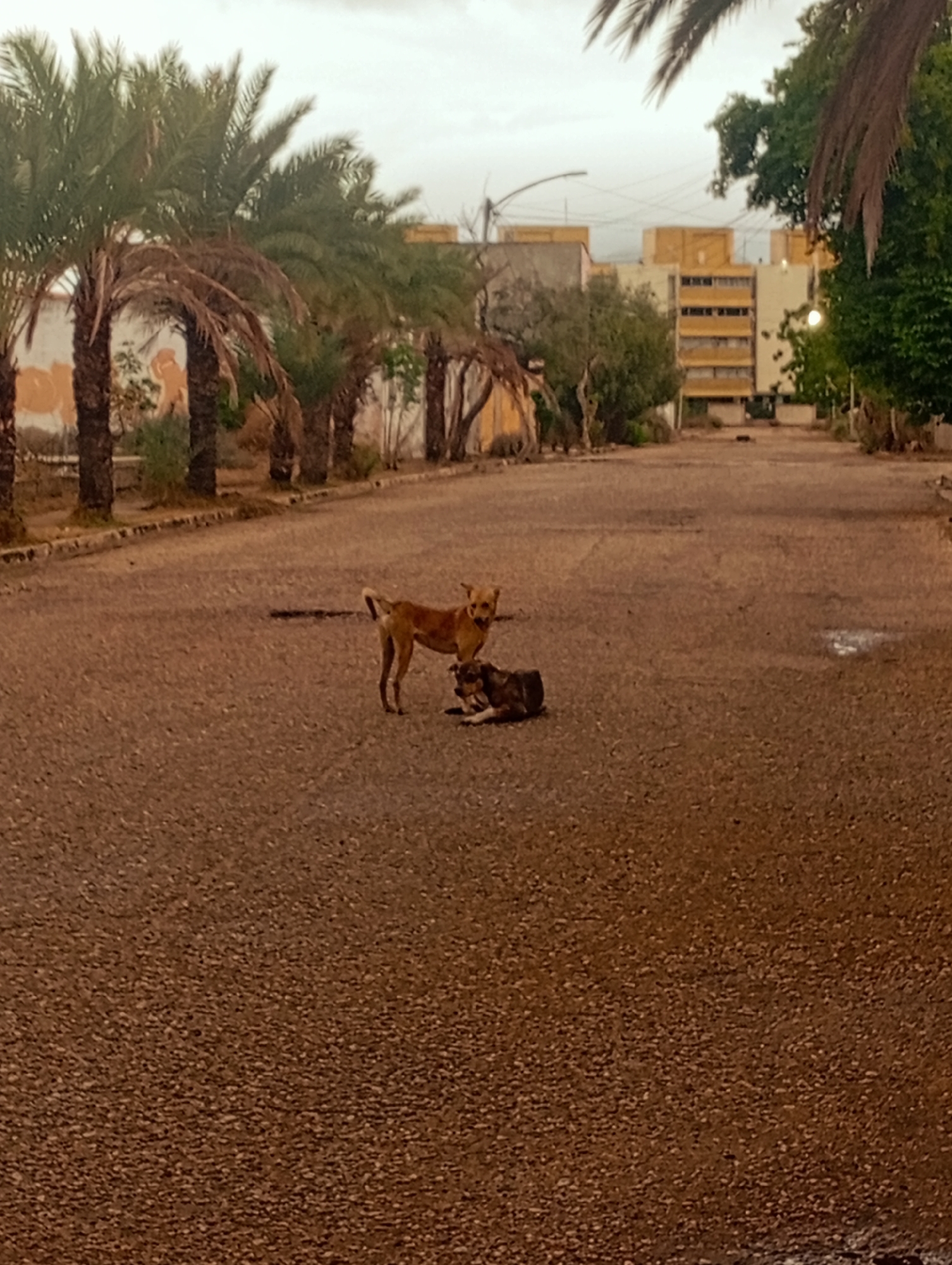 In Juan Griego, Venezuela, two dogs are present on a paved road. One dog, a light brown canine, stands facing left, its head turned slightly toward the viewer, with its tail held up. To its right and slightly in front, a darker-colored dog lies down, appearing to rest or sleep. The road is a textured, asphalt surface, showing signs of wear. On either side of the road, palm trees with dry fronds line the path, interspersed with some green foliage. In the background, a multi-story building with a light-colored facade and visible windows is situated, and a utility pole with wires is also visible. The sky above is overcast.