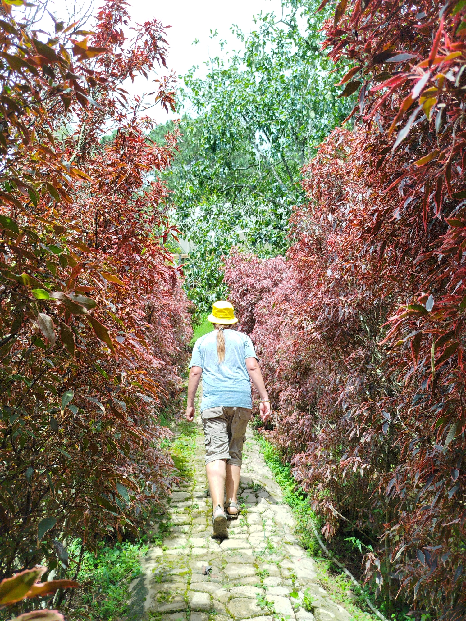 The image depicts a person from behind, wearing a light blue t-shirt, tan cargo shorts, and a yellow hat with a ponytail extending out the back. They are walking away from the camera down a paved pathway lined with dense foliage. The foliage on the left and right sides of the path consists of plants with striking reddish-brown leaves, while the background features lush green trees under a bright sky. The pathway itself is constructed from light-colored, irregular stone pavers, with some moss and grass growing between them. The scene appears to be an outdoor garden or park area, possibly within the city of Trường An, Vietnam.