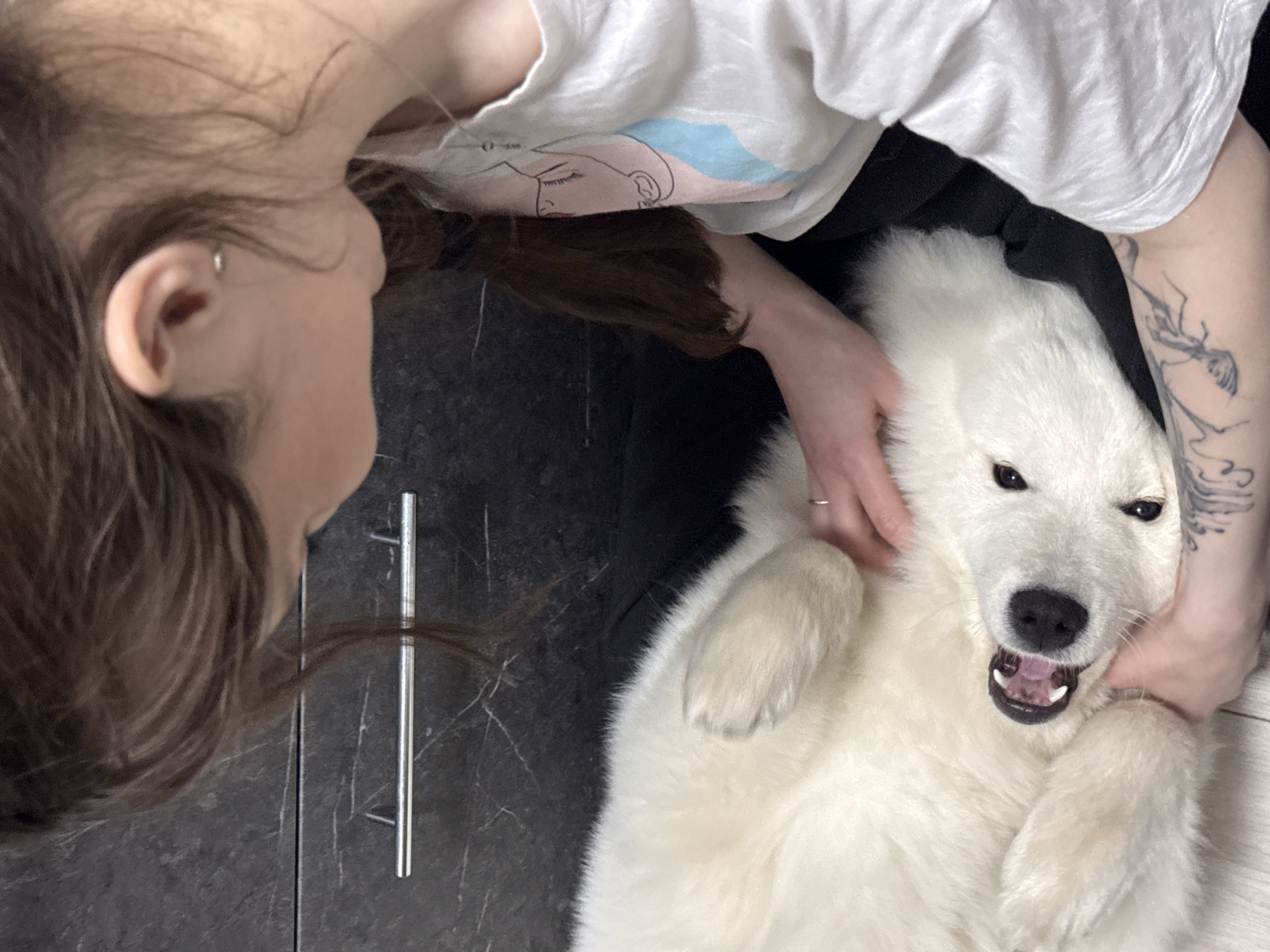 In Chaikovsky, Russia, a young woman with dark brown hair, wearing a white t-shirt with a minimalist graphic print, is interacting with a white dog, possibly a Samoyed breed, that is lying on its back. The dog's mouth is open, revealing its teeth and pink tongue, and its eyes are wide open. The woman's hands are gently holding the dog's paws and petting its belly. One hand has a visible ring on the ring finger. The background consists of a dark, textured surface with a metallic drawer pull, suggesting an indoor setting, possibly a kitchen or bathroom with dark cabinetry. The flooring appears to be light-colored wood. The overall scene depicts a playful and affectionate interaction between a person and their pet.