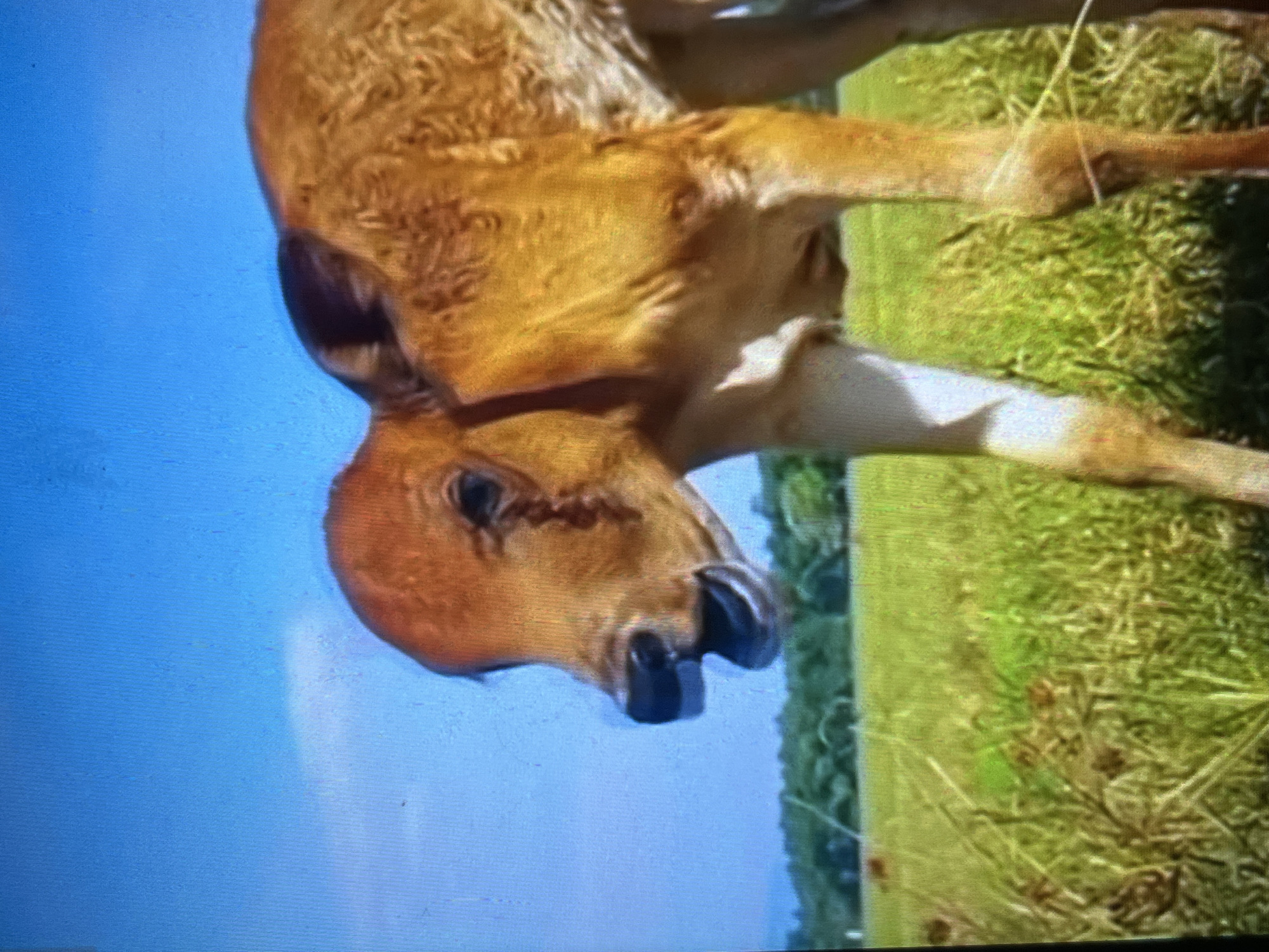 A brown calf stands in a grassy field under a blue sky.