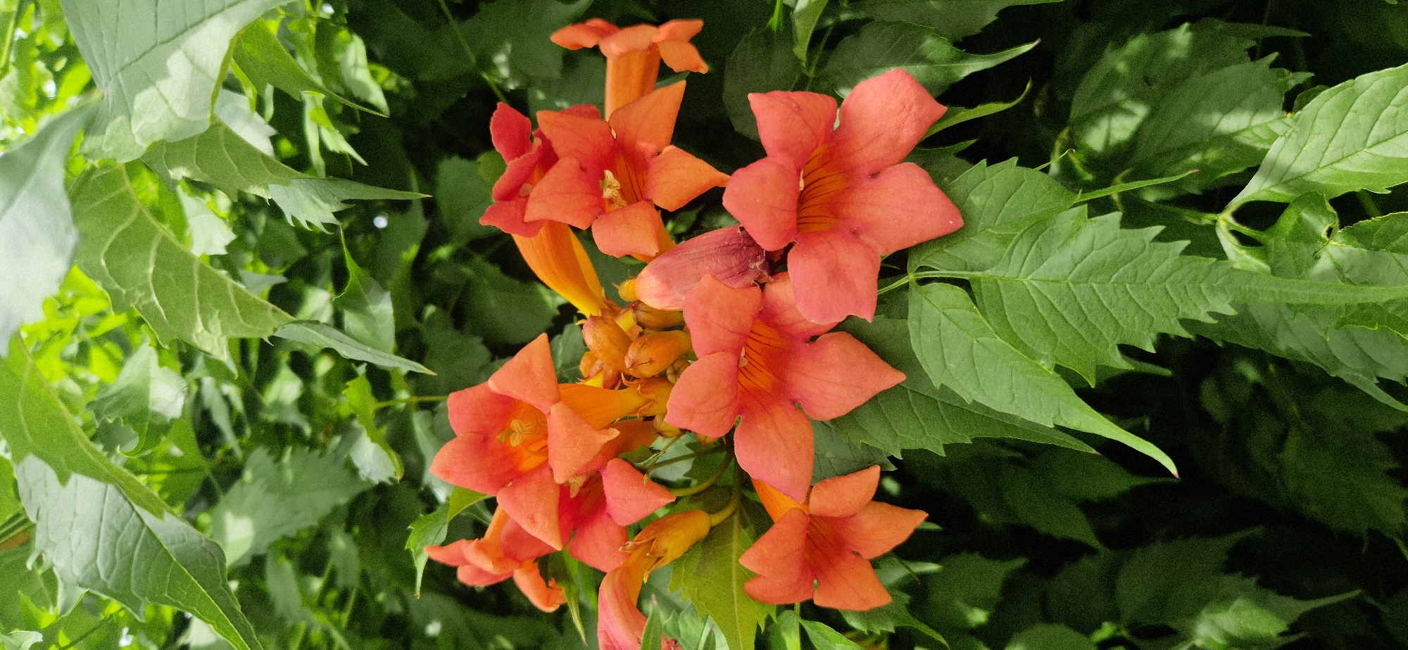 A cluster of vibrant orange trumpet-shaped flowers is in full bloom against a backdrop of lush green leaves. The flowers, which appear to be Campsis radicans, or Trumpet Vine, are the central focus of the image. Their petals are a rich, fiery orange, with some showing hints of yellow or red in their throats. Several flowers are fully open, displaying their distinctive trumpet shape and delicate internal structures. Others are still in bud or partially opened, showing their elongated, tubular form.
The leaves surrounding the flowers are a deep green and have a slightly serrated edge. They create a dense and verdant setting, with some leaves catching the light and appearing brighter than others. The overall impression is one of natural beauty and vitality. The lighting suggests it could be daytime, with natural light illuminating the scene, casting some soft shadows among the foliage. There is no visible text in the image. The image captures a close-up view of the flowers and foliage, emphasizing the textures and colors of the plant. The composition is dynamic, with the flowers arranged in a way that draws the viewer's eye through the cluster. The overall mood is cheerful and vibrant, evoking the feeling of summer or late spring.