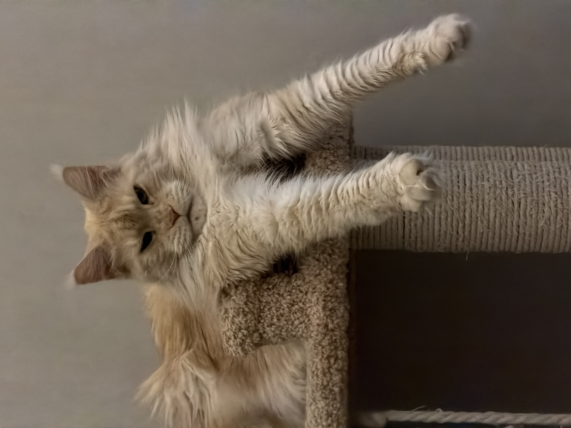 A light-colored, long-haired cat is lying on a cat tree. The cat's paws are extended outwards. The cat tree is covered in carpet and rope. The background is a neutral wall color. The image does not provide any information about the city of Kazan, Russia.