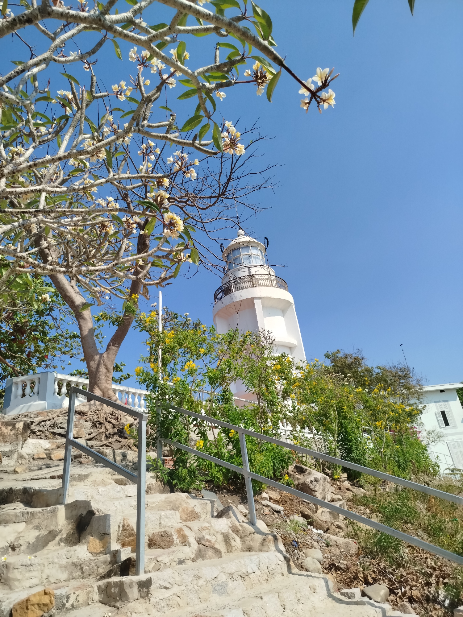 The image shows a white lighthouse situated on a rocky hill, partially obscured by lush greenery and trees bearing white flowers. A stone staircase with metal railings leads up the hill. In the background, a clear blue sky provides a bright backdrop. The scene is in Vung Tau, Vietnam, near Ho Chi Minh City.