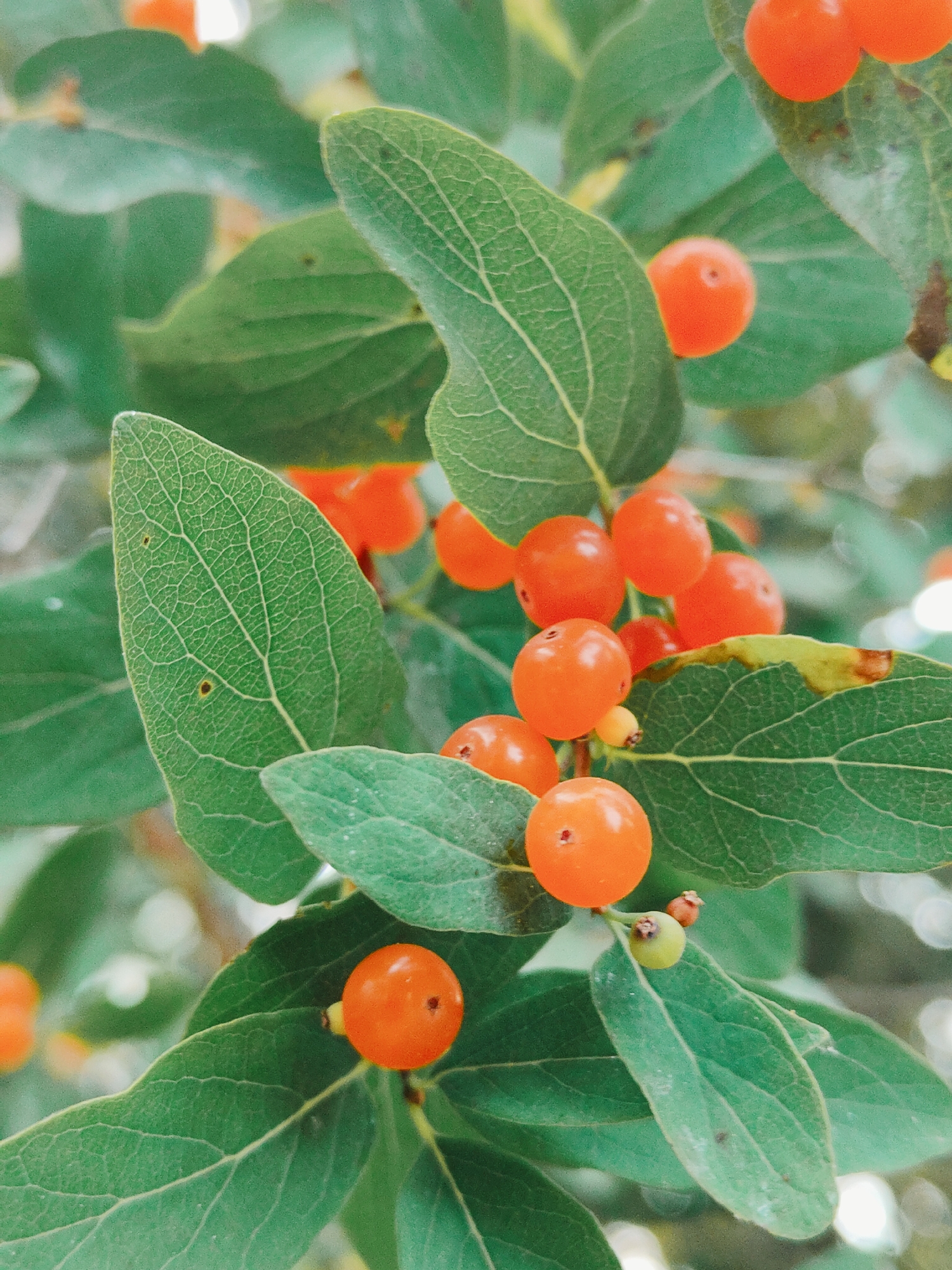 The image is a close-up, outdoor photograph of a plant with bright orange berries and green leaves. The berries are small, round, and clustered together on thin stems. The leaves are ovate with prominent venation and appear to be slightly glossy. Some leaves show signs of browning or drying at the edges. The background is softly blurred, suggesting a shallow depth of field, with hints of other greenery and possibly sunlight filtering through. There are no people or animals visible in the frame. The scene is natural and appears to be in a garden or a wild setting. This photograph was taken in Nowy Dwór Mazowiecki, Poland.
