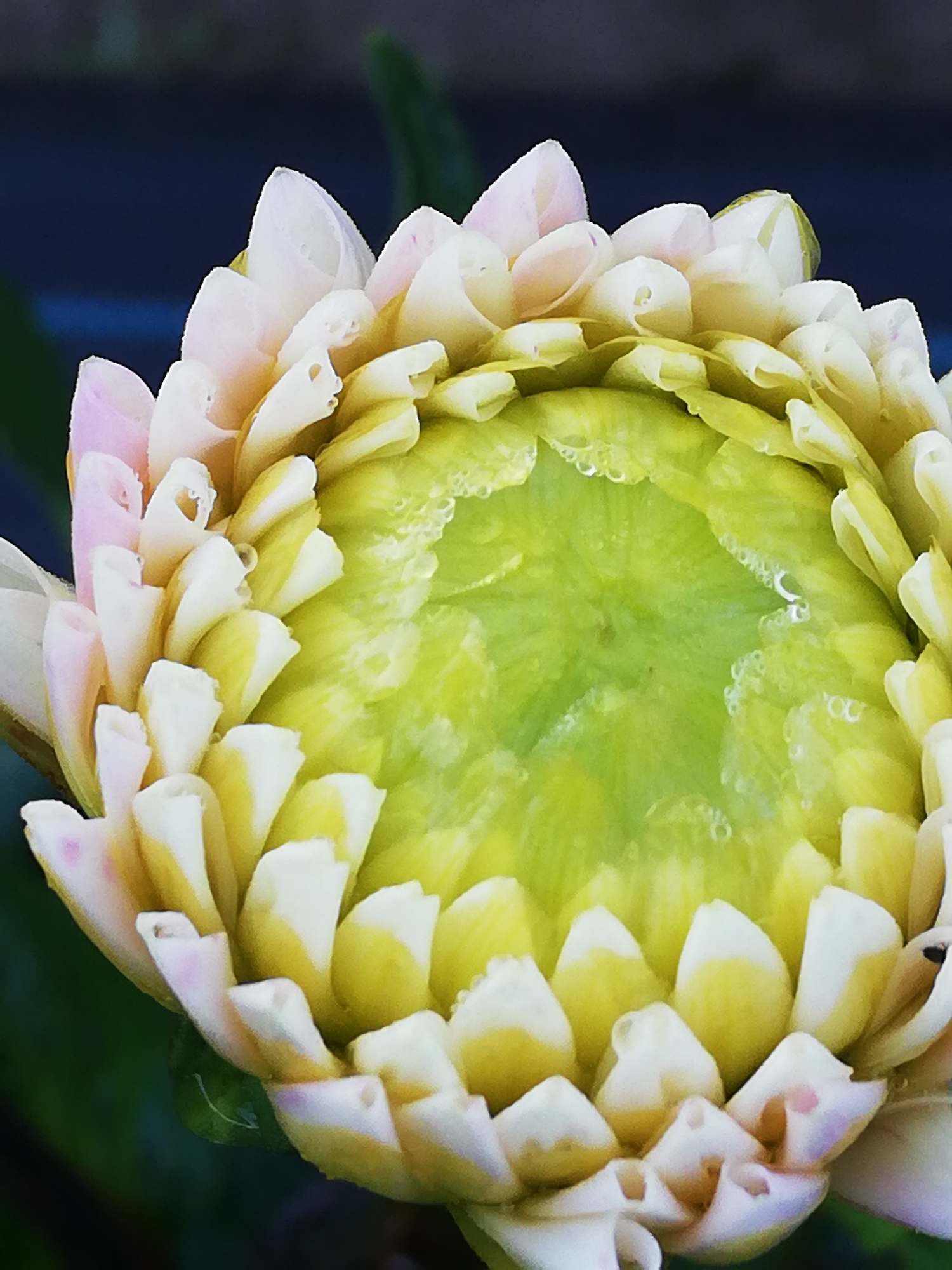 The image shows a close-up of a partially opened flower bud, likely a dahlia, with pale yellow and pink outer petals and a bright green center. Dewdrops are visible on the petals and the central area. The background is blurred, featuring dark green foliage and a dark, indistinct area that could be a building or a shaded patch of ground. The lighting suggests it is daytime, possibly morning due to the dew. There are no people or man-made structures identifiable in the image. The location in Новапагосцкі сельскі Савет, Belarus, is not visually represented in the photograph itself; this information is external to the visual content.