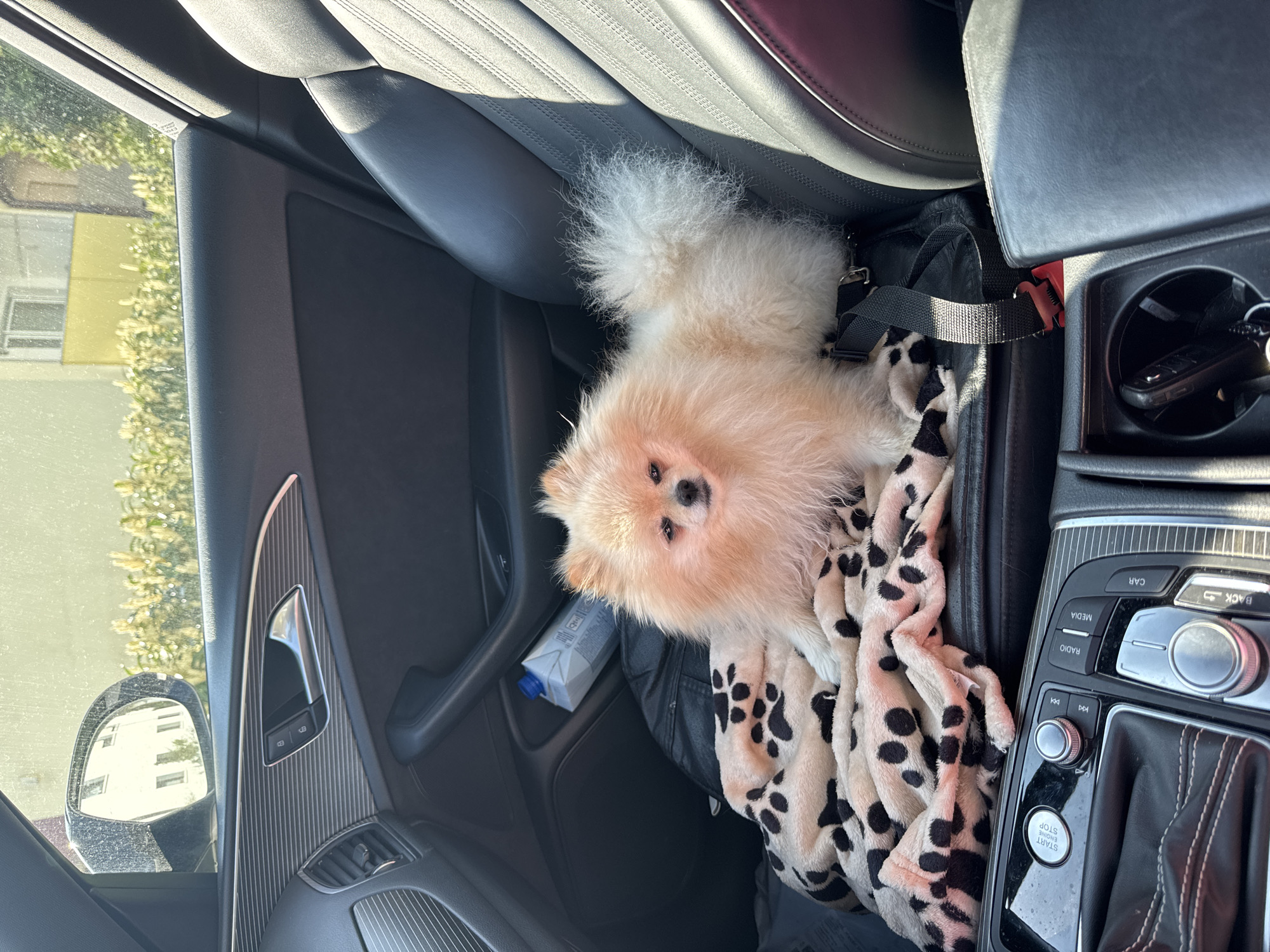 A light tan Pomeranian dog is sitting in the passenger seat of a car. The dog is on top of a black backpack and a blanket with a black polka dot pattern. The car's interior features black leather seats and a console with buttons labeled "MEDIA," "RADIO," and "CAR," as well as a "START ENGINE STOP" button near the gear shift. A partially visible car key is in a cup holder. A small carton of liquid is near the door. A view through the car window shows a building and greenery. This image was taken in Bietigheim-Bissingen, Germany.