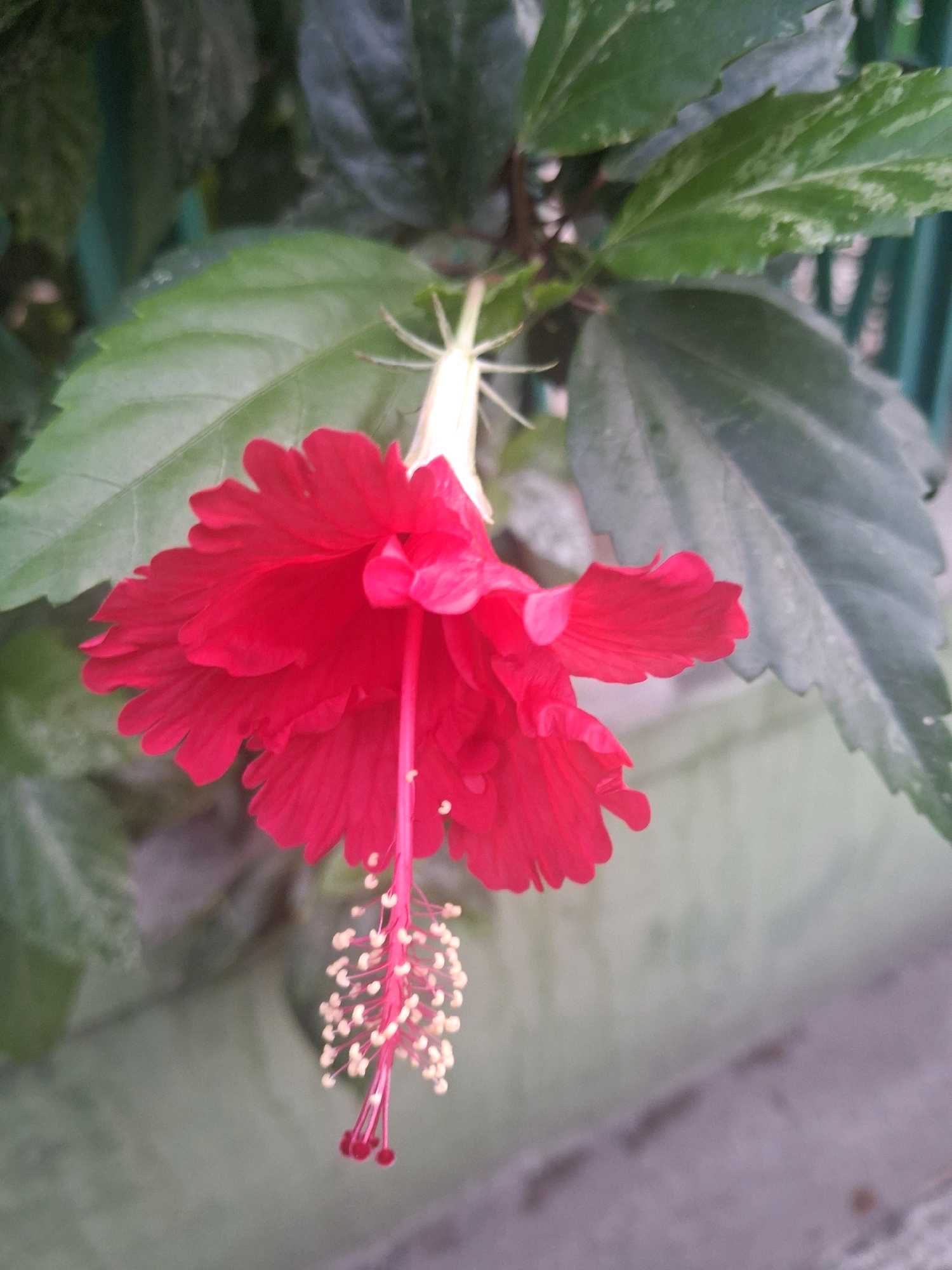 A close-up, slightly downward-angled shot captures a vibrant red hibiscus flower hanging from its stem. The flower, with its crinkled petals, dominates the center of the frame. A prominent pistil with yellow pollen-tipped stamens hangs below the petals, almost touching the ground. The background is a blur of green leaves, suggesting foliage, and a hint of a green fence, common in urban environments. The ground appears to be a muted gray, possibly concrete or asphalt, with some subtle texture. The overall impression is of a blooming flower in a garden or park setting, possibly in a residential area.
While the image provides details of a hibiscus flower and its surroundings, there is no information within the visual content to definitively place its location within the city of Surakarta, Indonesia. The scene depicts a common flora and urban elements that could be found in many geographical locations.