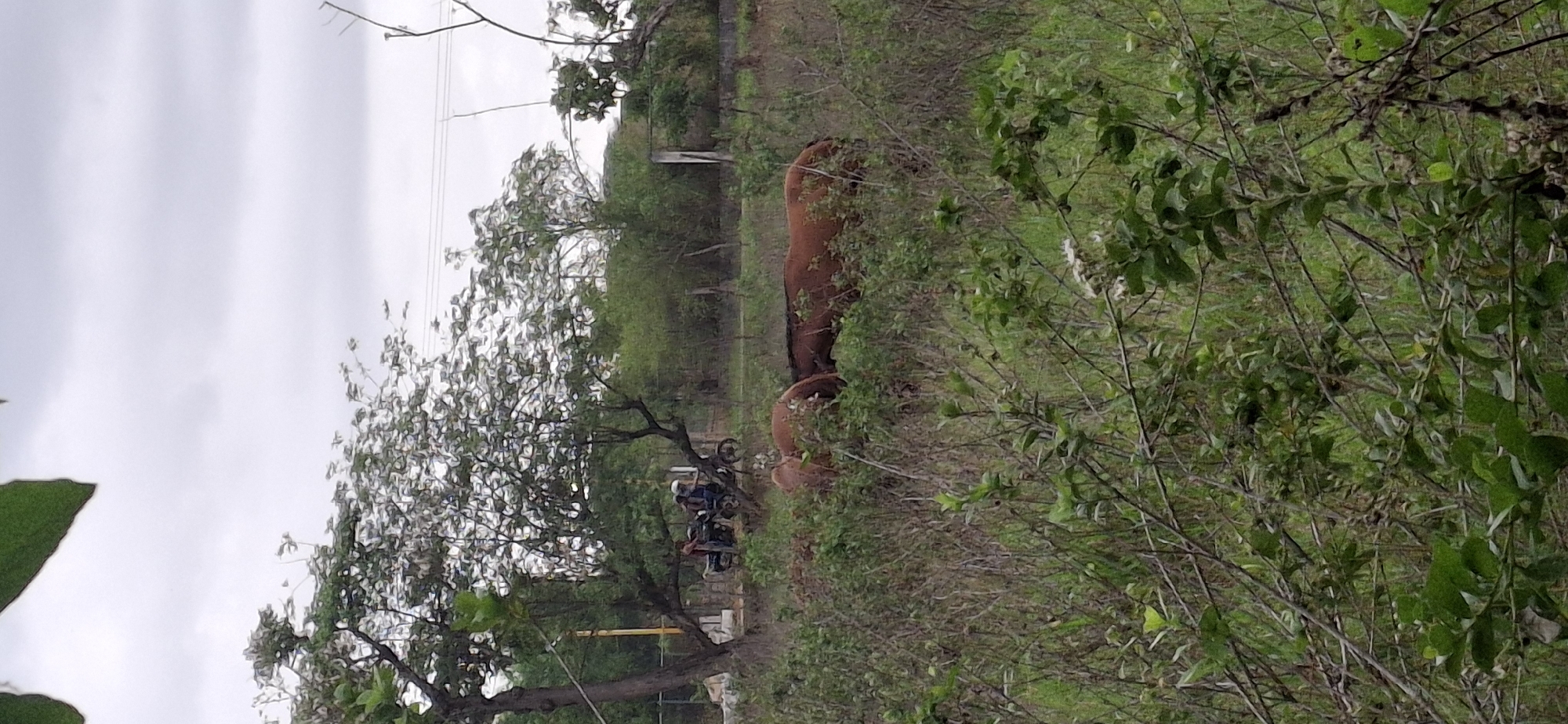 The image shows an outdoor scene in Vallecito, Venezuela. The sky is overcast. In the foreground, there is dense green vegetation including bushes and possibly trees with foliage. Partially obscured by the vegetation, there are two large, reddish-brown earthen pots or urns. In the midground, trees and shrubs are visible. A group of people is on motorcycles under a tree in the distance, the motorcycles and their riders are relatively small in the frame.