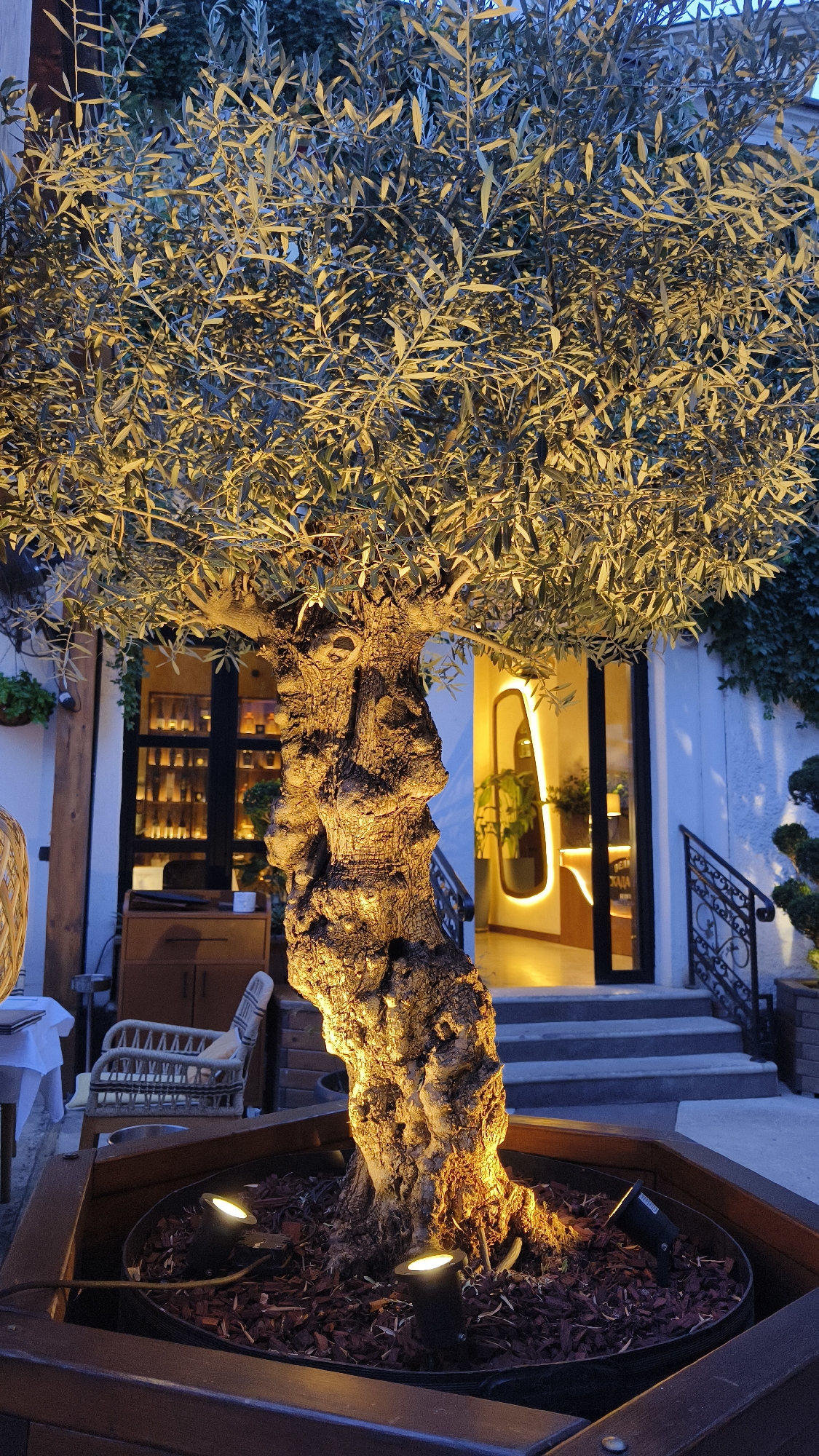 The image captures an outdoor seating area at night, likely a restaurant or cafe, located in Belgrade, Serbia. The focal point is a large, mature olive tree potted in a wooden planter. The tree is dramatically illuminated from below by spotlights, highlighting its gnarled trunk and the intricate details of its bark. The leaves of the tree are a deep green, subtly catching the warm light.
In the background, a building entrance is visible, featuring a glass door and illuminated signage. The interior appears to be a stylish reception area with modern lighting and furnishings, including a large decorative mirror. A set of stairs with a decorative metal railing leads up to the entrance. To the left of the tree, a wicker chair sits near a table with a white tablecloth, suggesting a dining setup. Further to the left, a wooden cabinet with drawers is partially visible. The overall ambiance is one of sophisticated outdoor dining, with the natural element of the olive tree providing a striking contrast to the modern architecture and lighting.