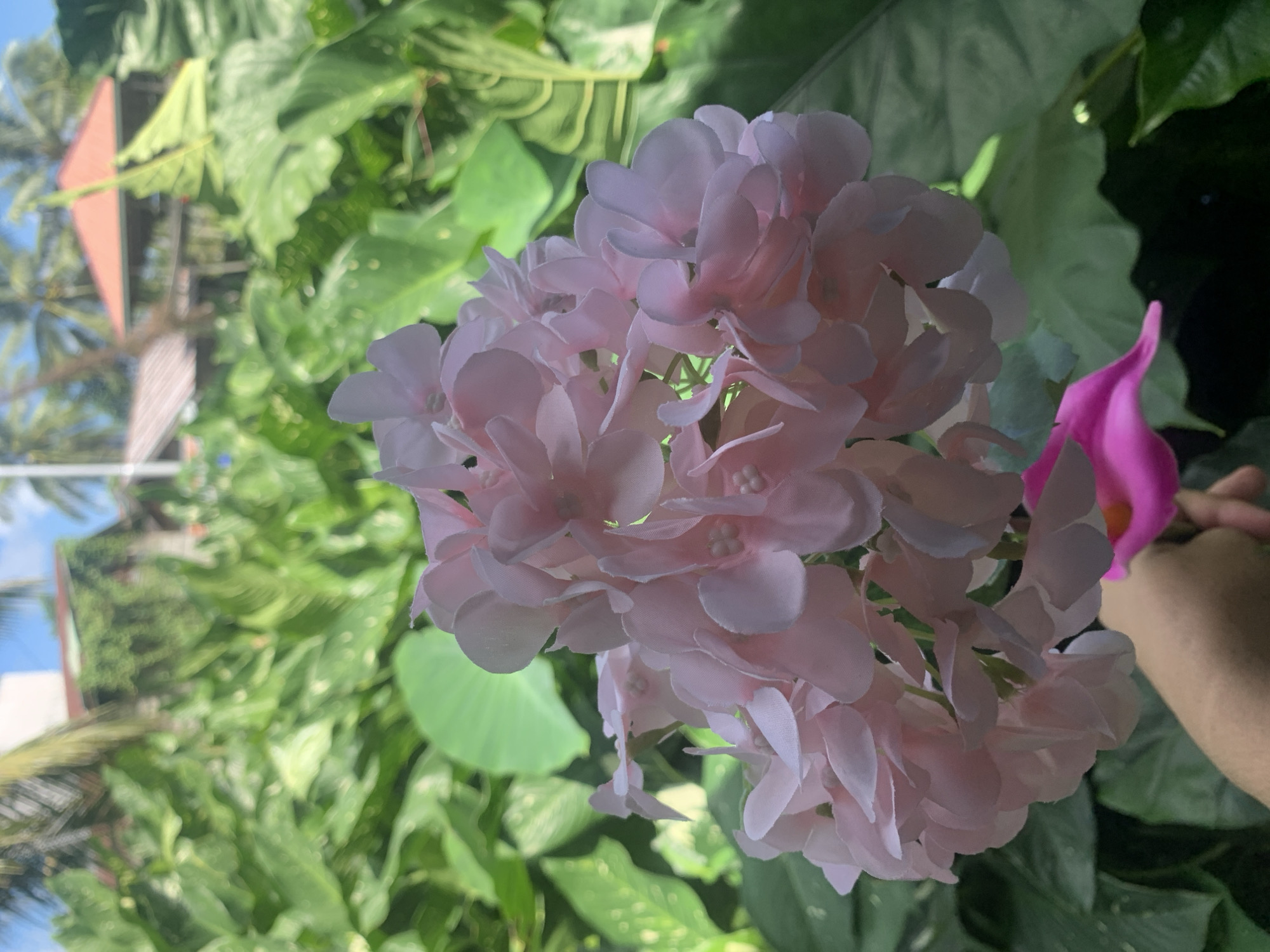 A close-up shot features a cluster of pale pink hydrangeas in the foreground, with a hand holding a bright pink flower below them. The background is blurred, showing lush green foliage and glimpses of buildings with red roofs and palm trees, suggesting a tropical setting in Kuala Pembuang, Indonesia. The lighting indicates it is daytime.