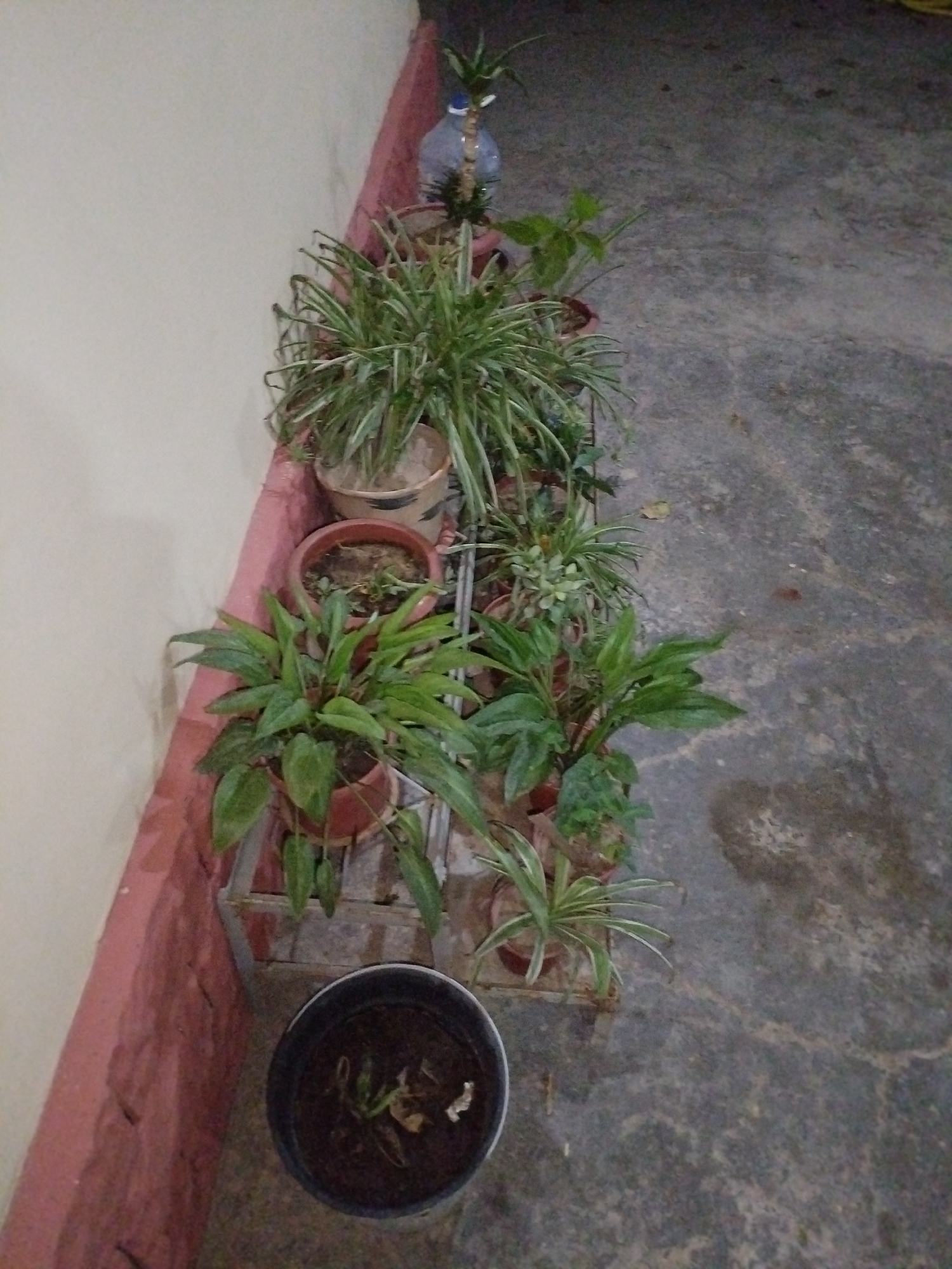 In Termez, Uzbekistan, a row of potted plants is arranged along a concrete pathway next to a wall. The wall is painted a pale color, with a pinkish-red base. The plants are in various terracotta and black pots, some on shelves. The plants include a spider plant, a plant with broad green leaves, and other greenery. In the foreground, a black pot contains soil and a few small, dry plant remnants. The scene appears to be outdoors, possibly in a courtyard or garden, under dim lighting conditions.
