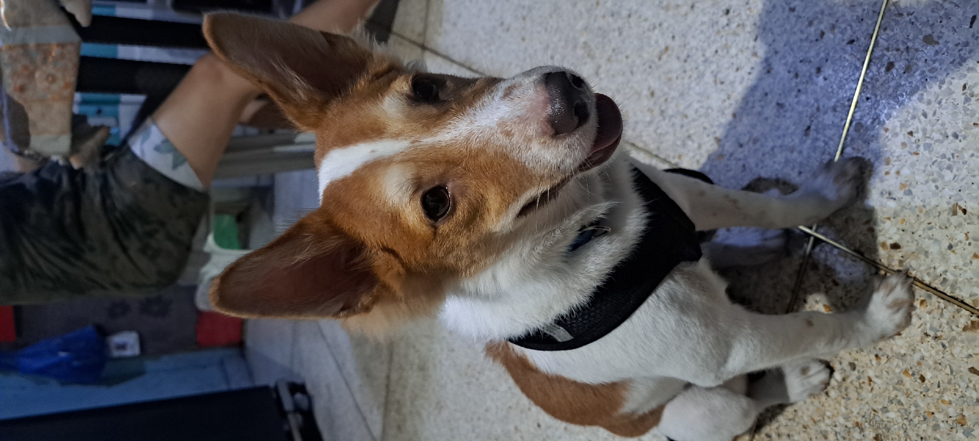 A medium shot captures a dog, likely a Corgi or similar breed, sitting on a speckled tiled floor. The dog has a predominantly white coat with tan markings on its head and back. Its ears are large and upright, and its eyes are dark and alert. A black harness is fitted around its chest. The dog is panting, with its tongue visible. In the background, blurred figures and objects suggest an indoor setting. A person's legs, wearing patterned shorts, are visible seated on a chair. A blue plastic bag hangs on the wall, and other indistinct shapes complete the scene. The overall impression is a casual, possibly domestic, environment. The image was taken in Mandaluyong City, Philippines.