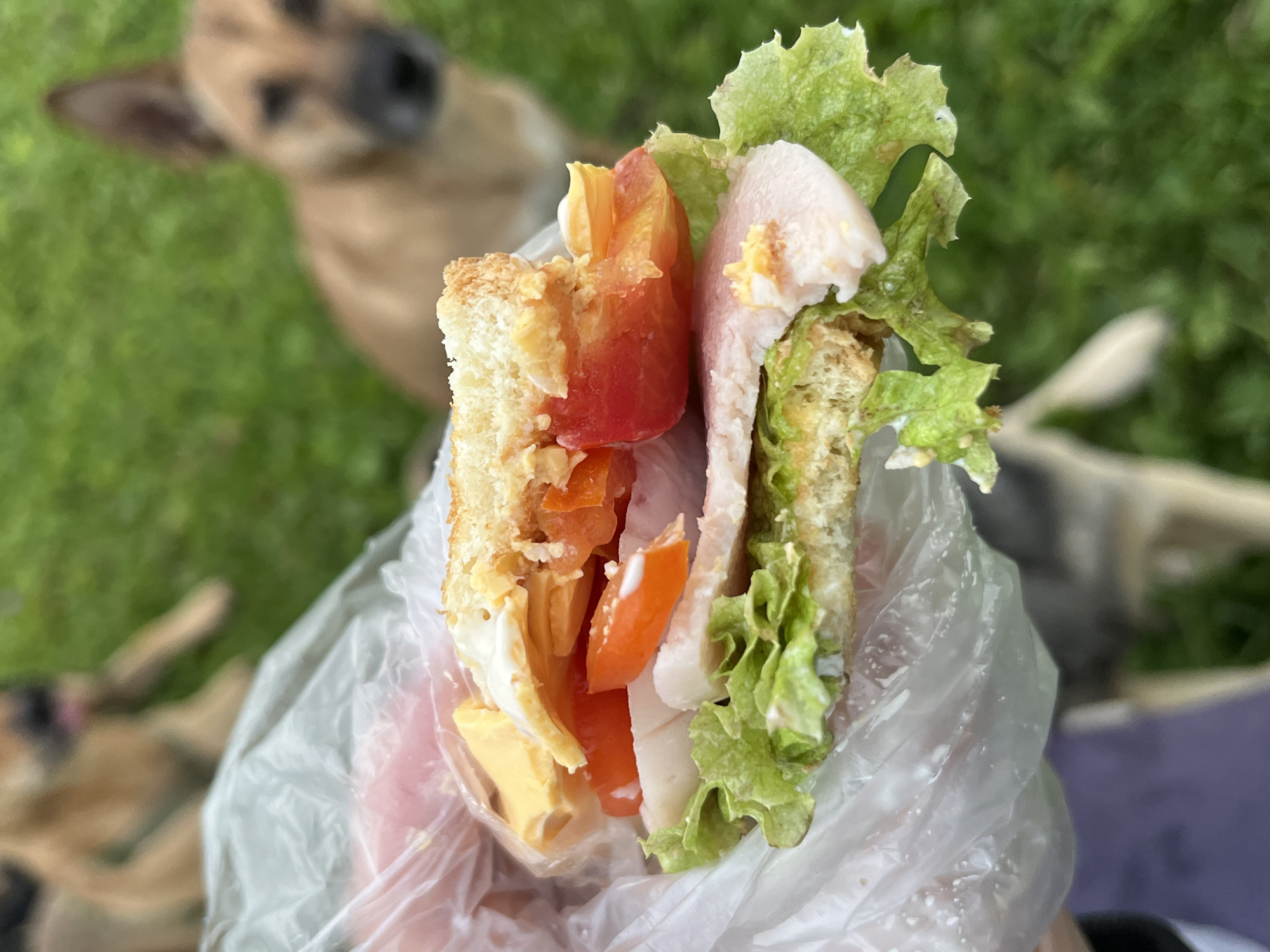 A close-up shot shows a hand holding a sandwich wrapped in plastic wrap. The sandwich is made with white bread, lettuce, tomato, cheese, and what appears to be a slice of ham or turkey. The background is blurred but shows green grass and two dogs, one in focus and one out of focus. The image does not provide any information about the location in Nizhny Tagil, Russia.