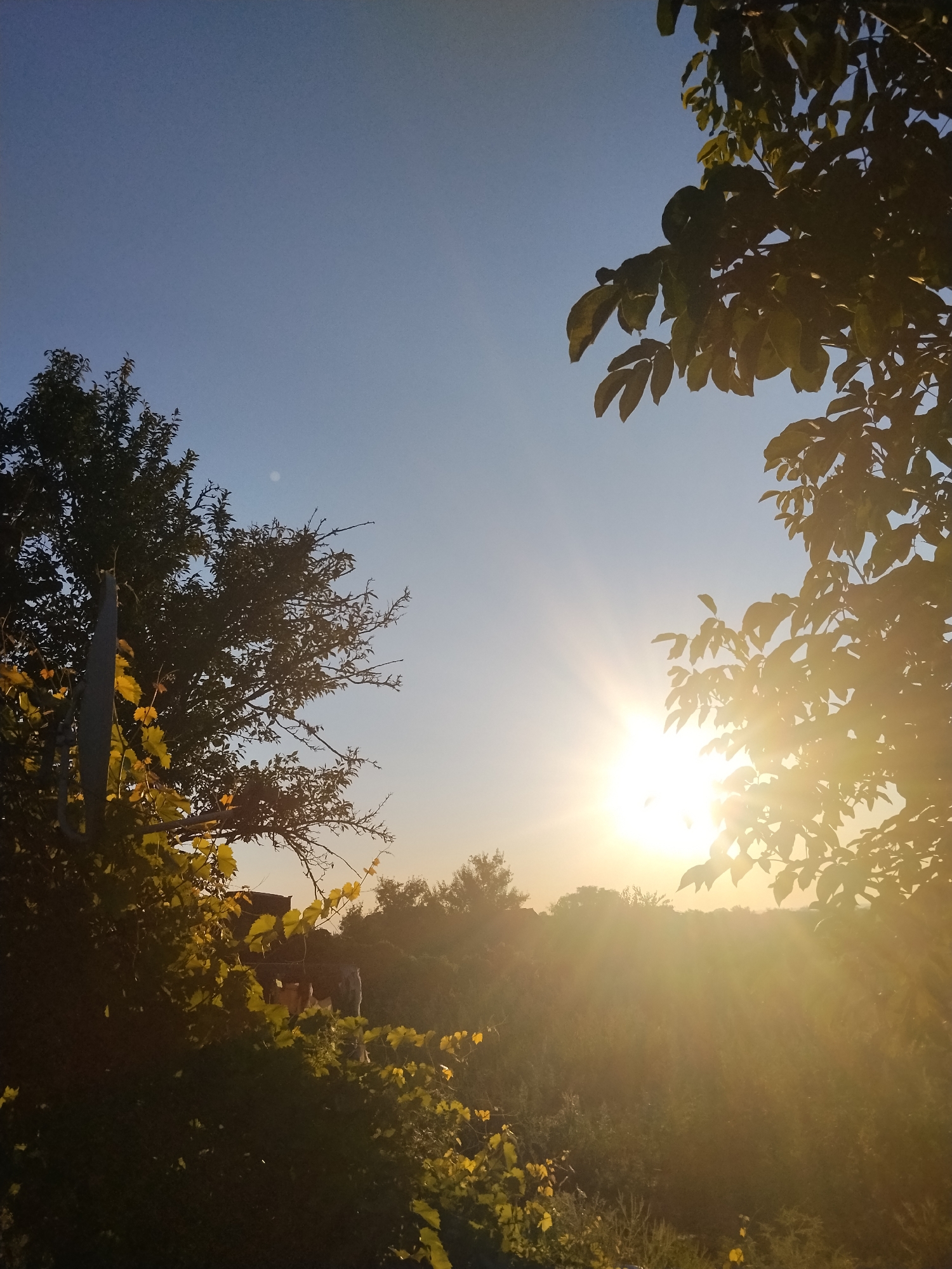 The image depicts a sun-drenched rural landscape, likely in Ustyvytsia, Ukraine, during either sunrise or sunset. The sky is a clear, pale blue. In the foreground, a cluster of green leaves, some illuminated by the sun, frames the scene from the right. To the left, a tall, thin pole, possibly a fence post, stands partially obscured by the dense foliage of a tree. The sun, a bright, glowing orb, is positioned in the center-right of the image, casting strong rays that create a lens flare effect. These rays illuminate the surrounding vegetation, including the leaves of the trees and what appears to be a field of grass or crops in the background. The overall impression is one of natural beauty and tranquility, with the golden light of the sun creating a warm and serene atmosphere. No people are visible in the image.