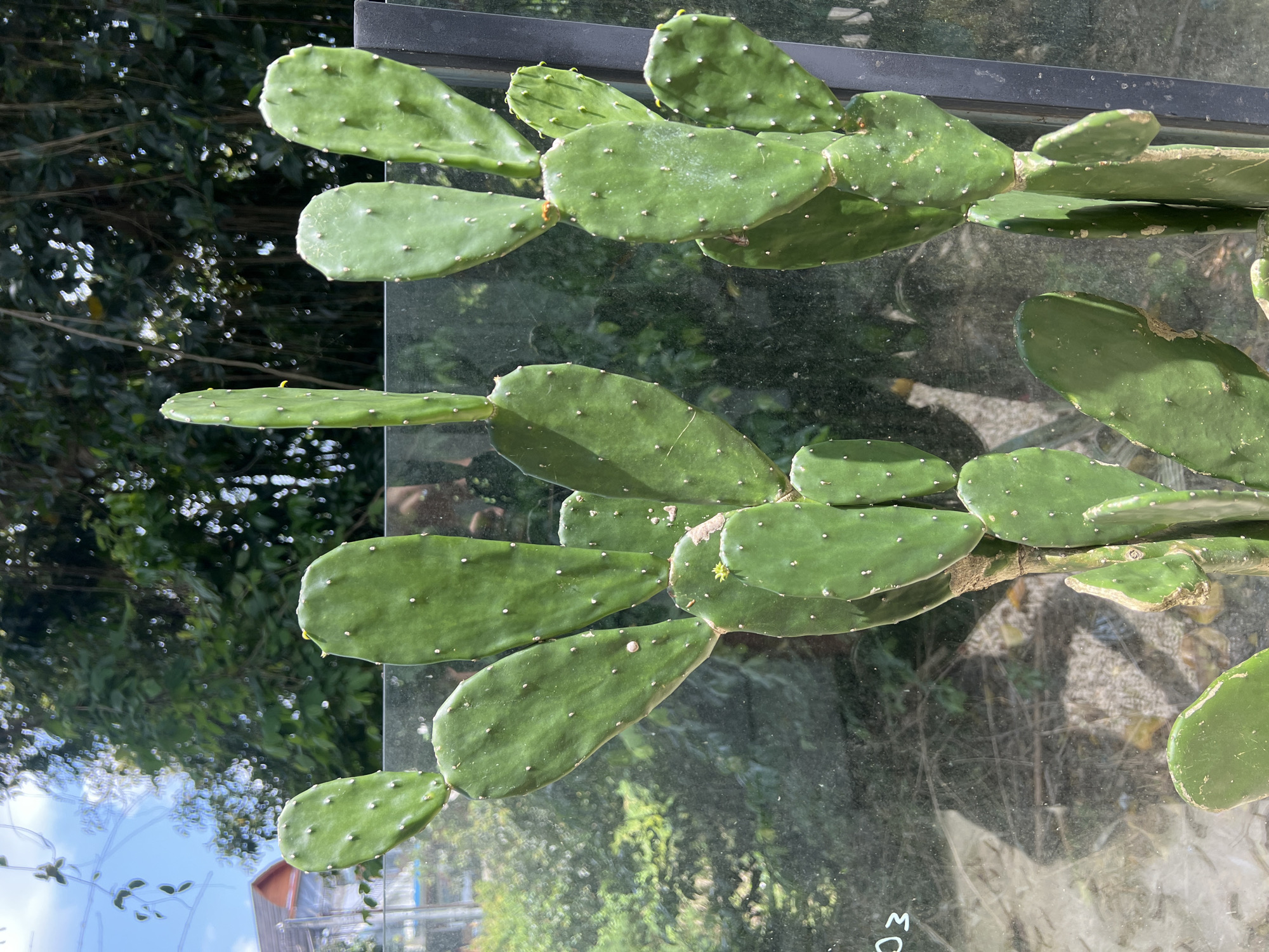 A close-up shot features a green prickly pear cactus growing against a reflective glass surface. The cactus pads, characterized by small white areoles, are a vibrant green color and appear healthy. The glass reflects the surrounding outdoor environment, including foliage, a building with a red roof, and glimpses of the sky. The glass frame is visible at the top of the shot, and indistinct writing is present on the lower right corner of the glass. The location is Buduk, Indonesia.