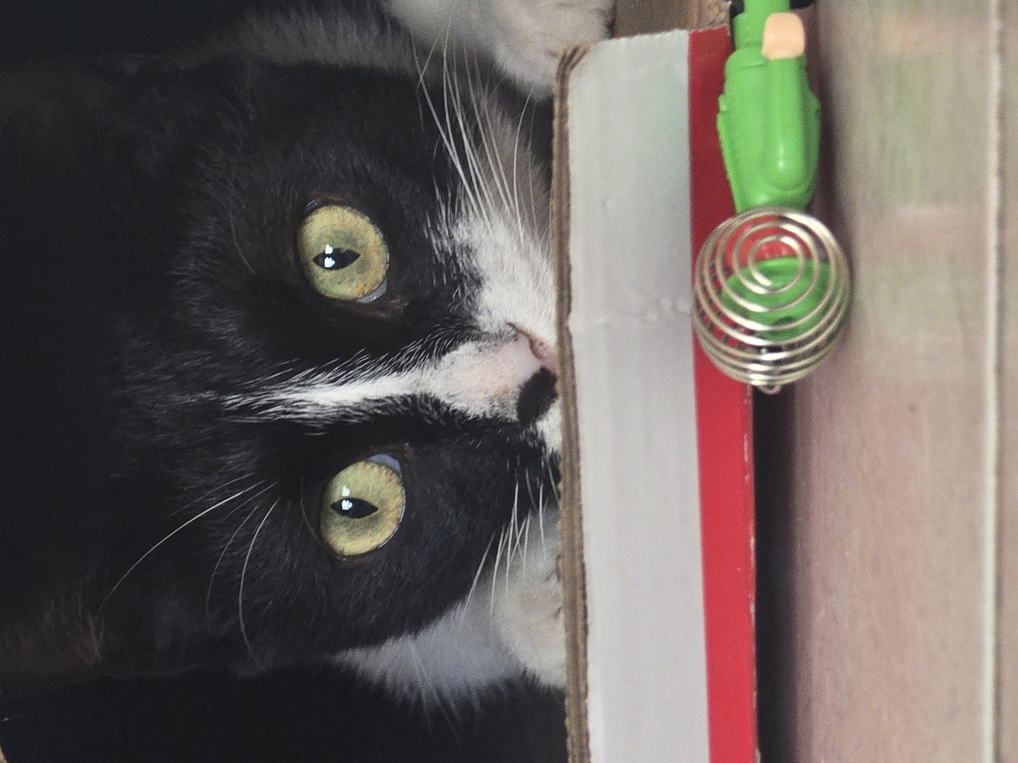 A close-up, eye-level, medium shot captures a black and white kitten peeking over a red and white box. The kitten's face is framed by dark fur, with a white blaze extending from its forehead to its nose. Its large, bright yellow-green eyes are wide open and focused on the viewer. Whiskers extend from its muzzle. In the foreground, a green plastic toy with a silver spiral element rests on the box. The background is dark and out of focus. The scene appears to be indoors, with a textured surface, possibly a wooden floor or table, visible in the lower portion of the image. The location is not specified as Podgorica, Montenegro.